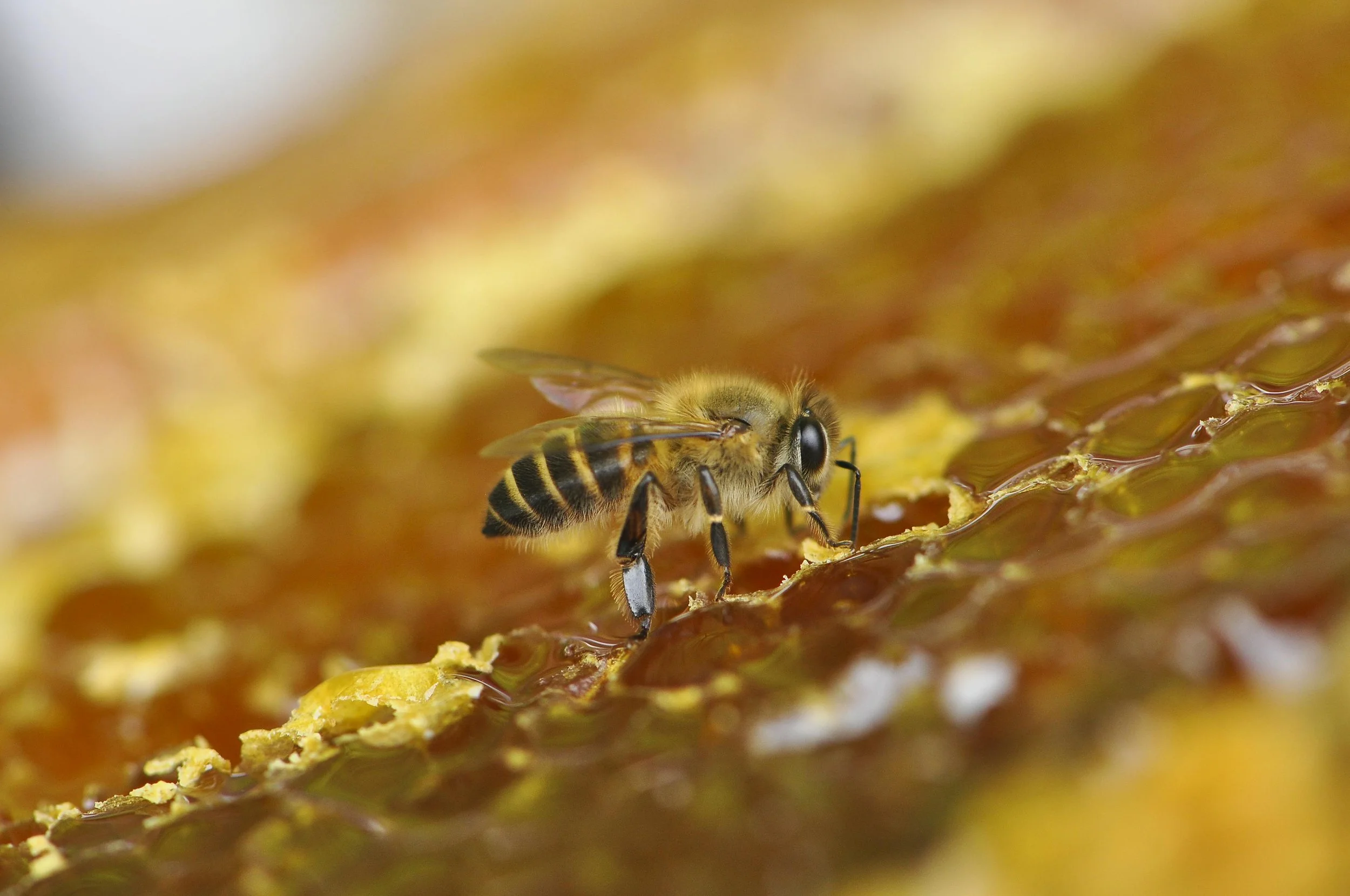 Close up of a honeybee collecting nectar on a honeycomb, reflecting the natural inspiration behind Guerlain’s Abeille Royale skincare line