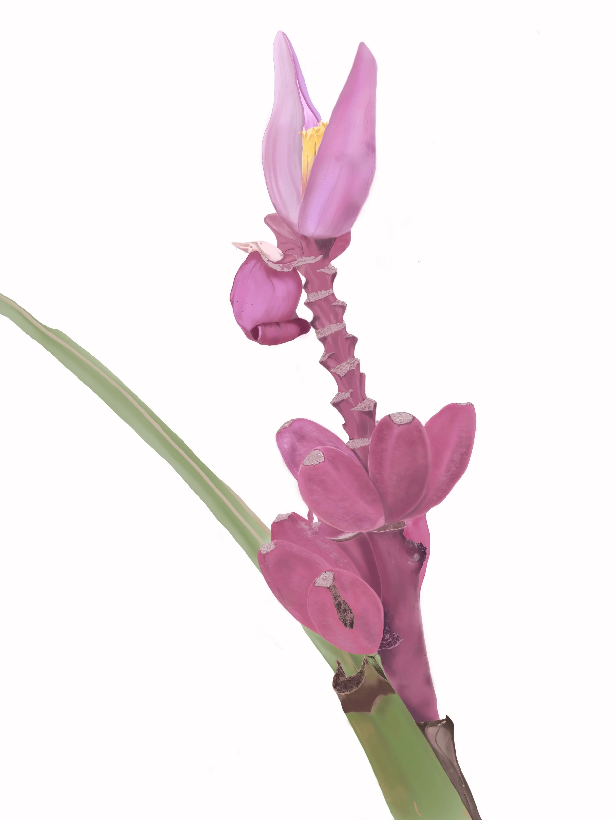1 RHS flower.JPG