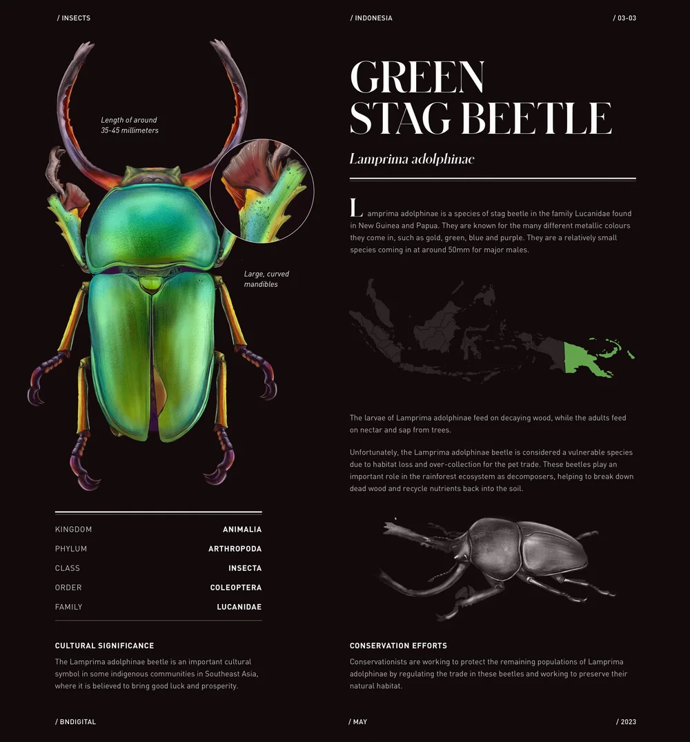 Scientific illustration depicting a detailed green stag beetle with labeled anatomy, taxonomy, and habitat information on a dark editorial layout, highlighting insect biology, biodiversity, and conservation.