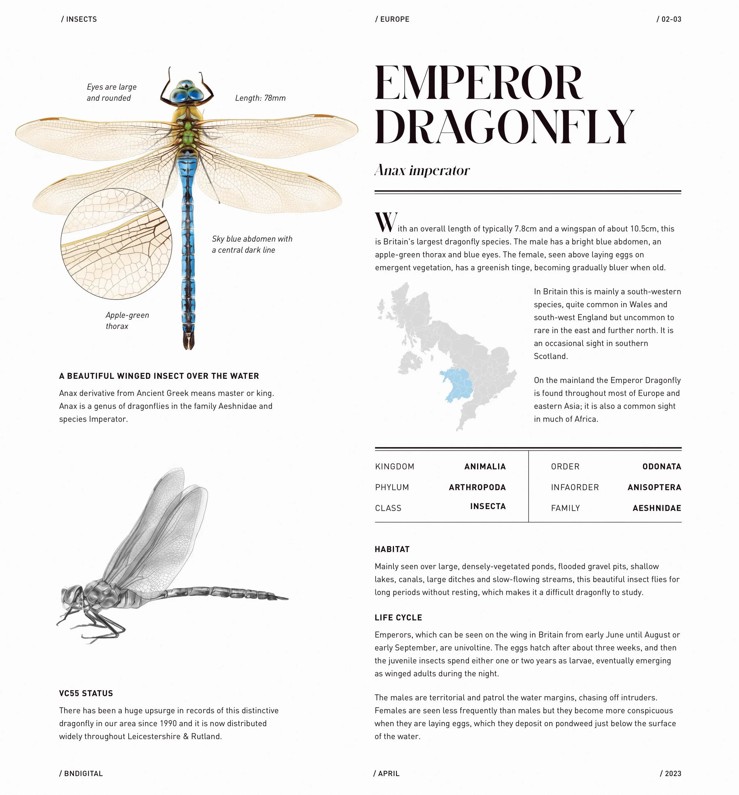 emperor-dragonfly-scientific-illustration.jpg