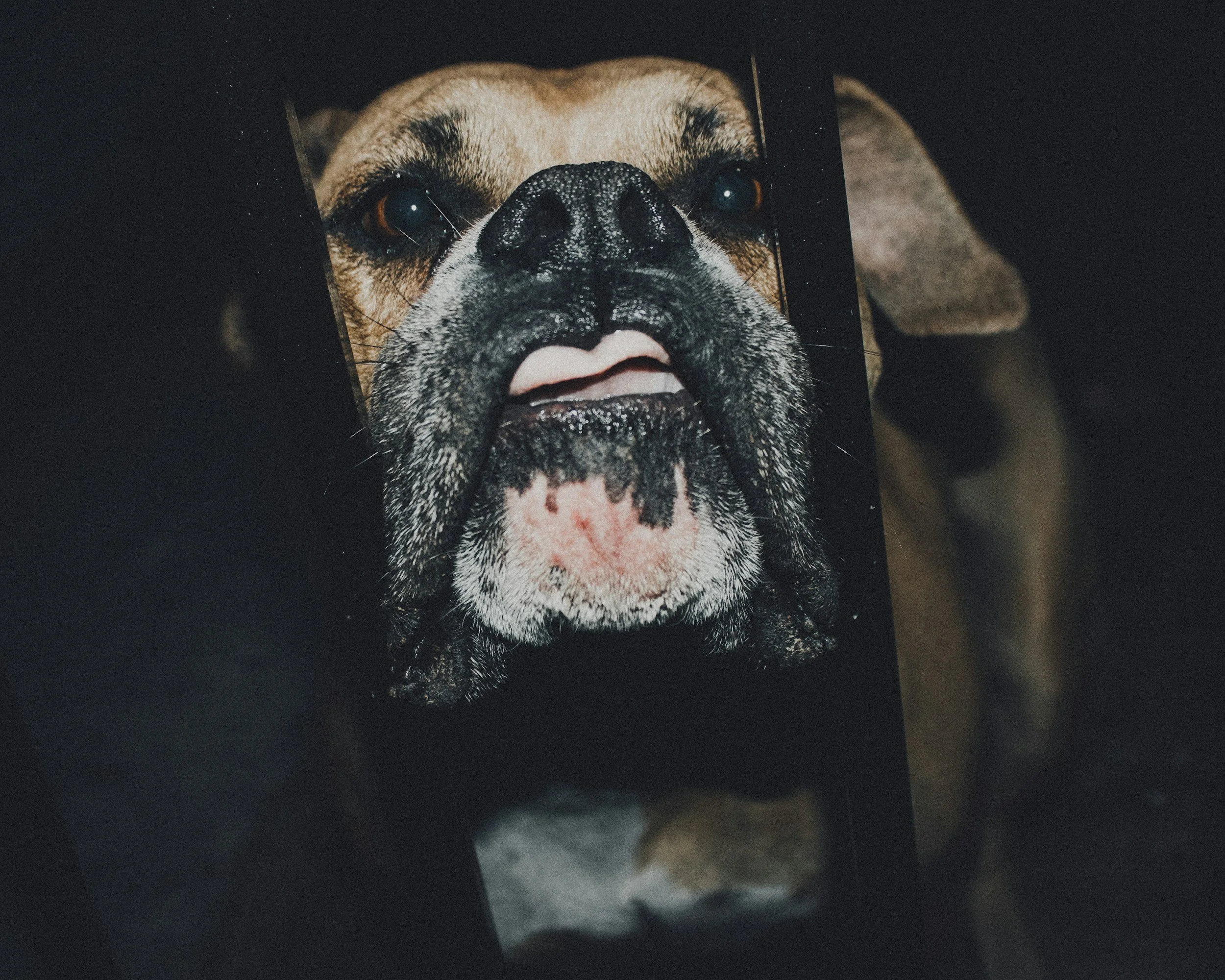 dog face
