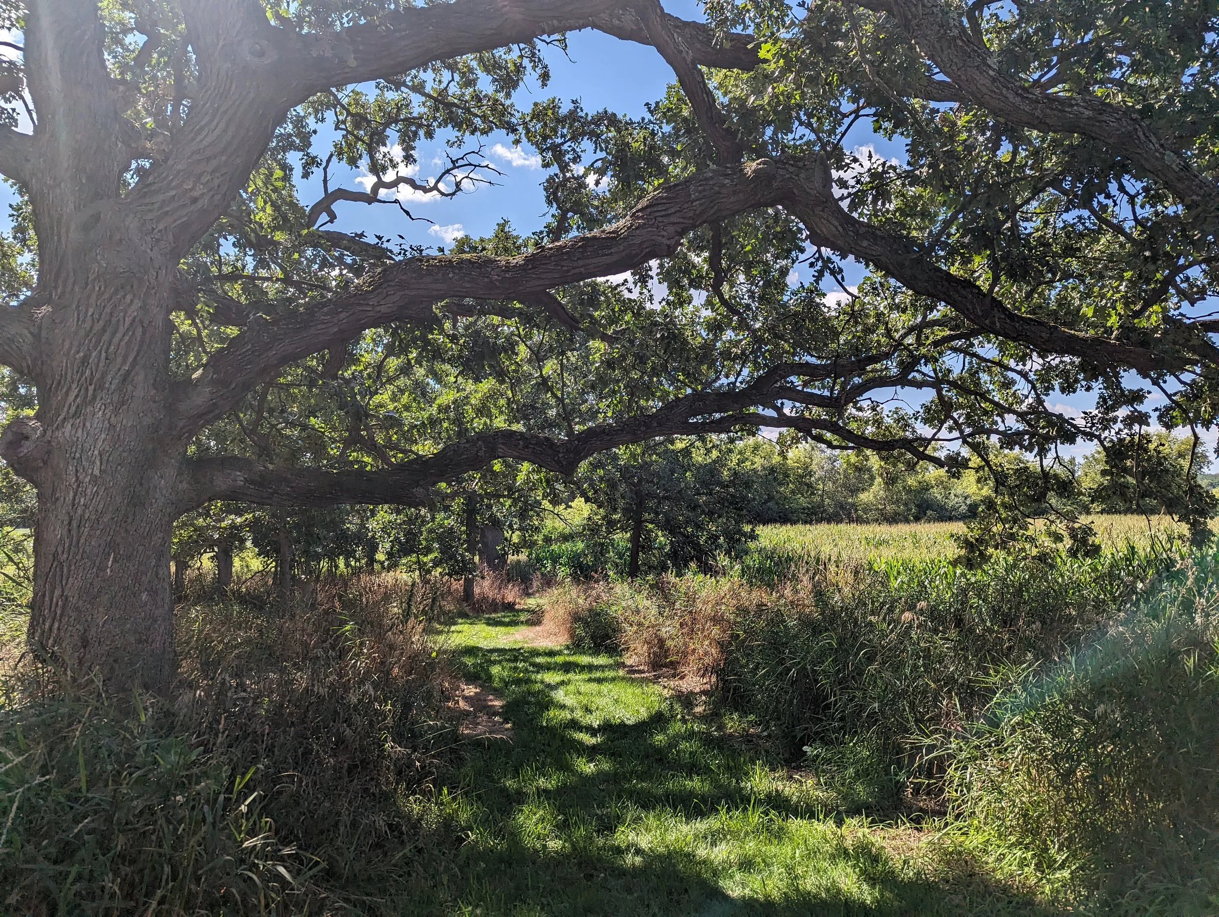Walton Oaks Park