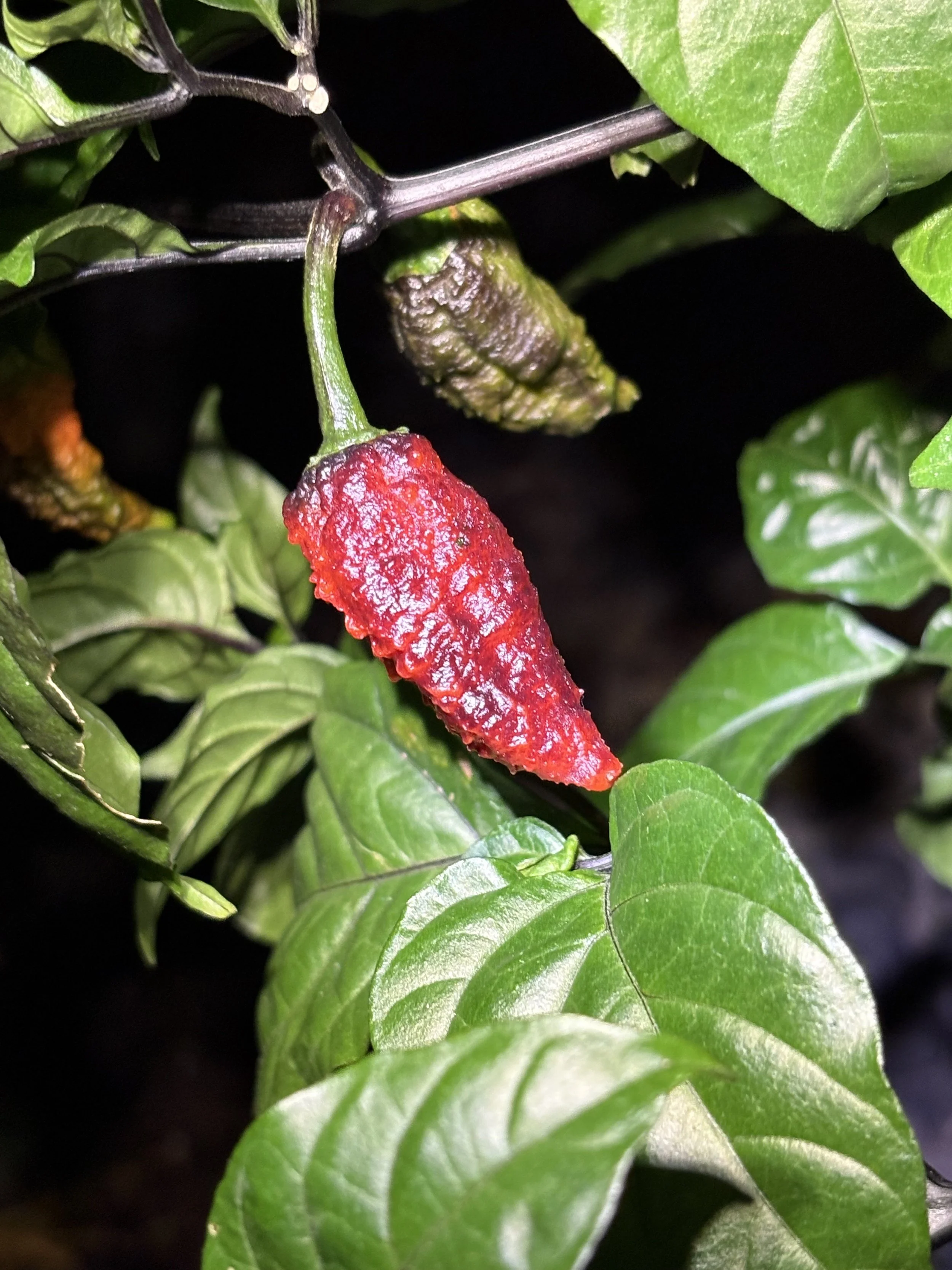 Blood Ghost Pepper Seeds