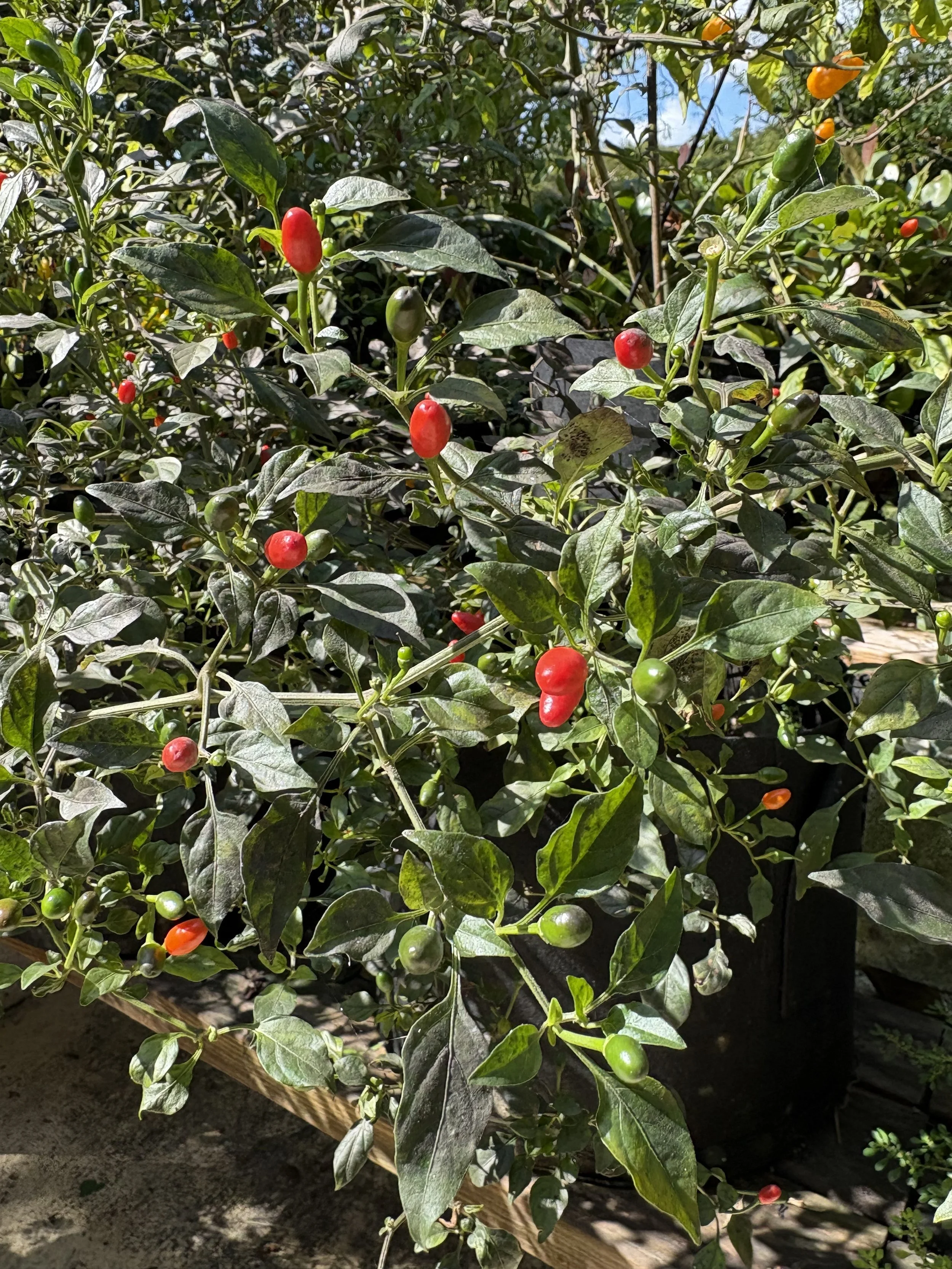 Florida Bird Pepper Seeds