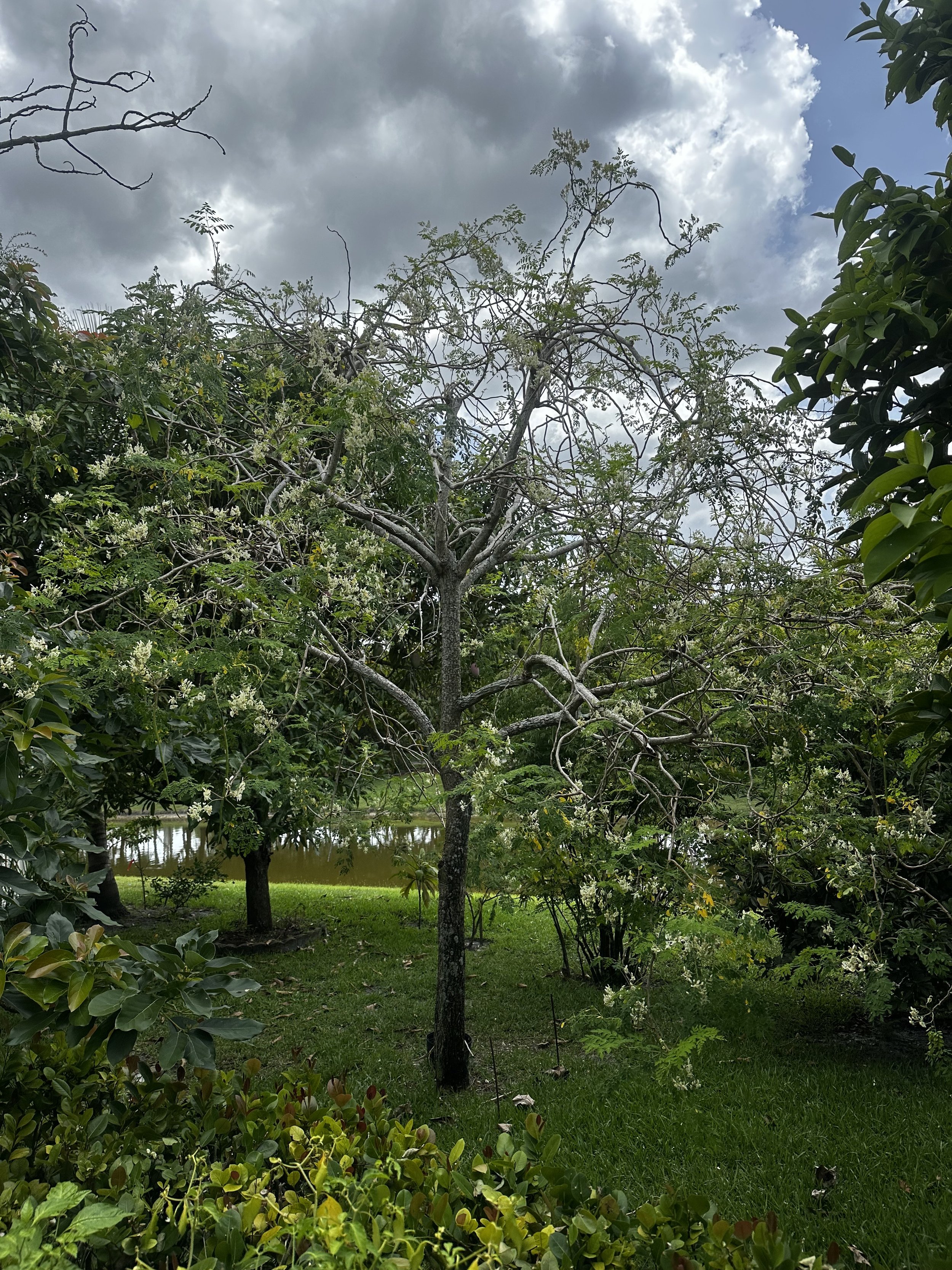 IMG_4352.jpeg