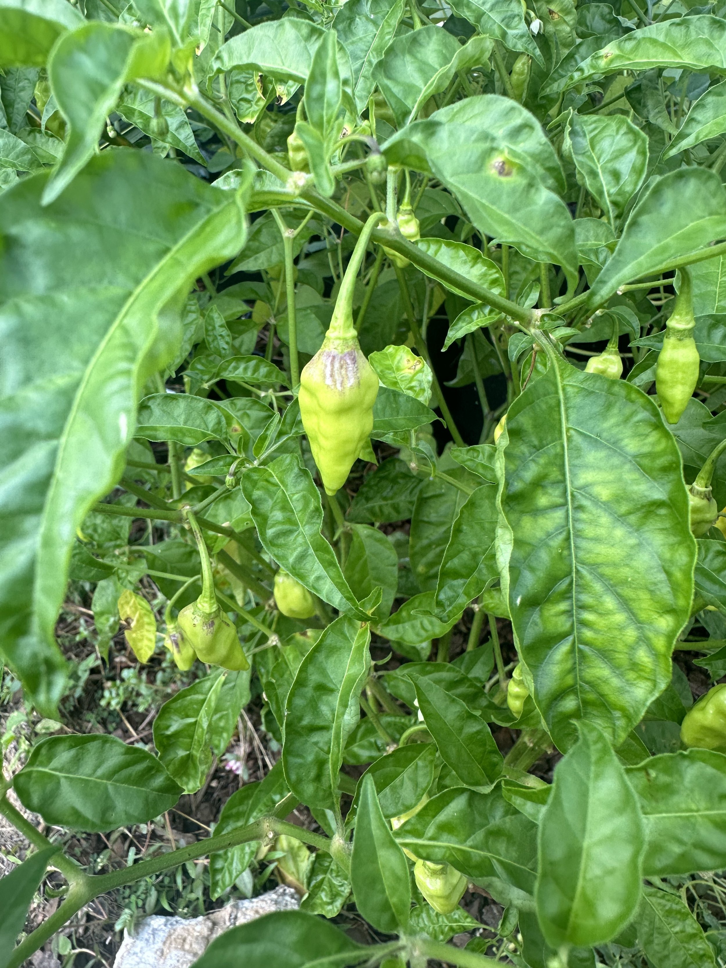 Datil Pepper Seeds