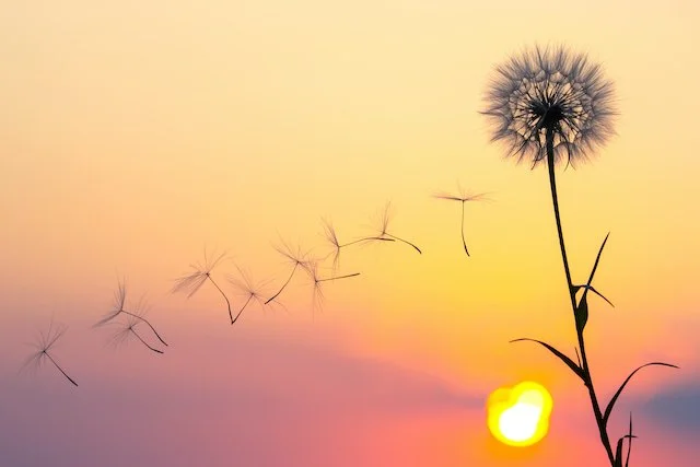 Dandelion seeds blowing in the wind against a sunset sky.