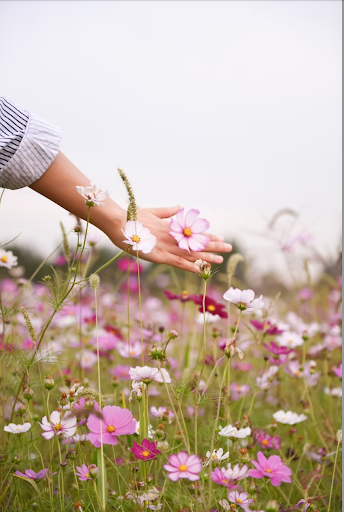 Hand reaching out to pink and white flowers in a field.