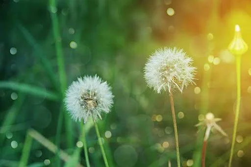 Close-up of two dandelions with fluffy white seeds against a blurred green background and sunlight.