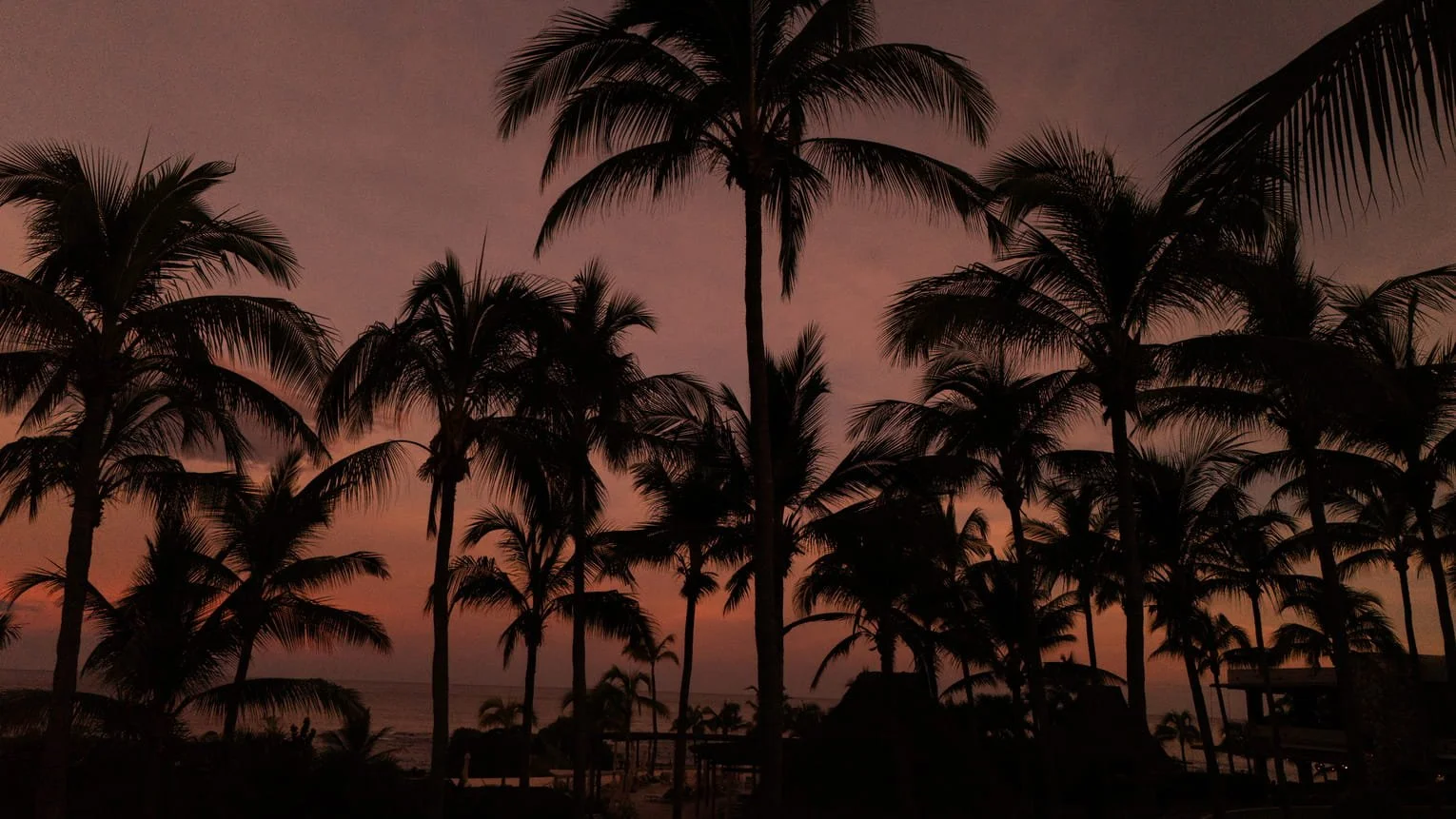 Silhouetted palm trees against a pink and purple sunset sky over the ocean.