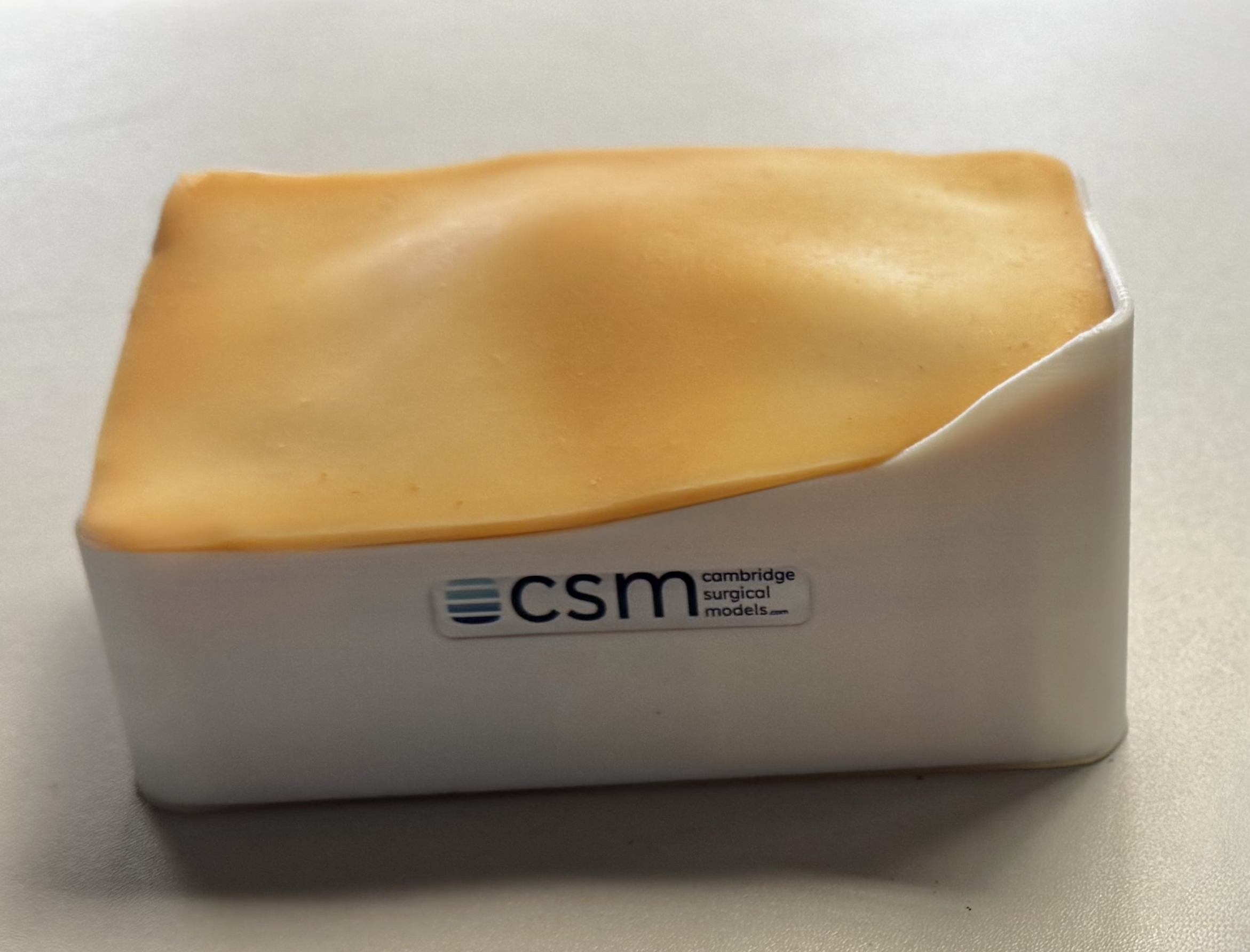Inguinal Hernia Model