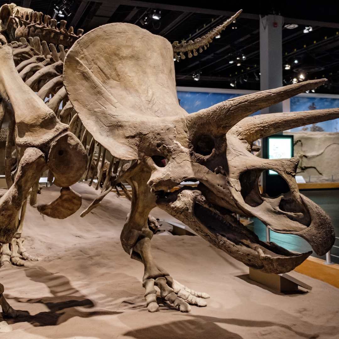 Dig2Display0170.jpg
