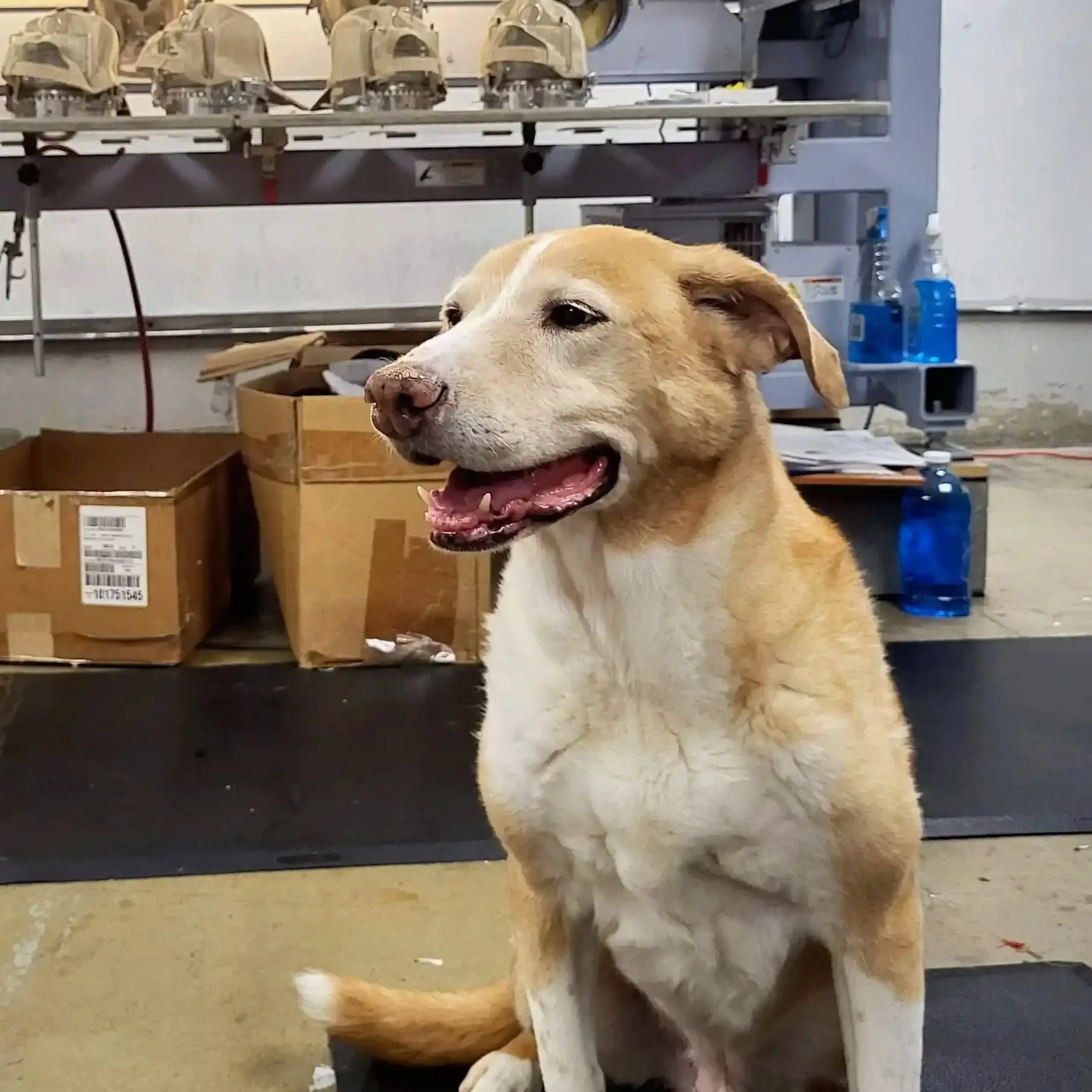 A happy tan and white dog sitting indoors with cardboard boxes and office supplies in the background.