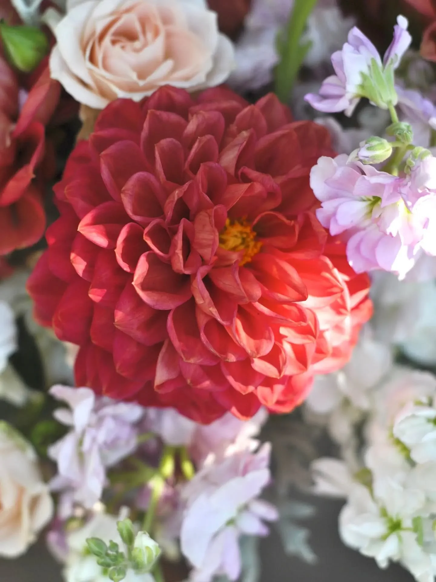 Sometimes a bold color Dahlia is all you need ❤️