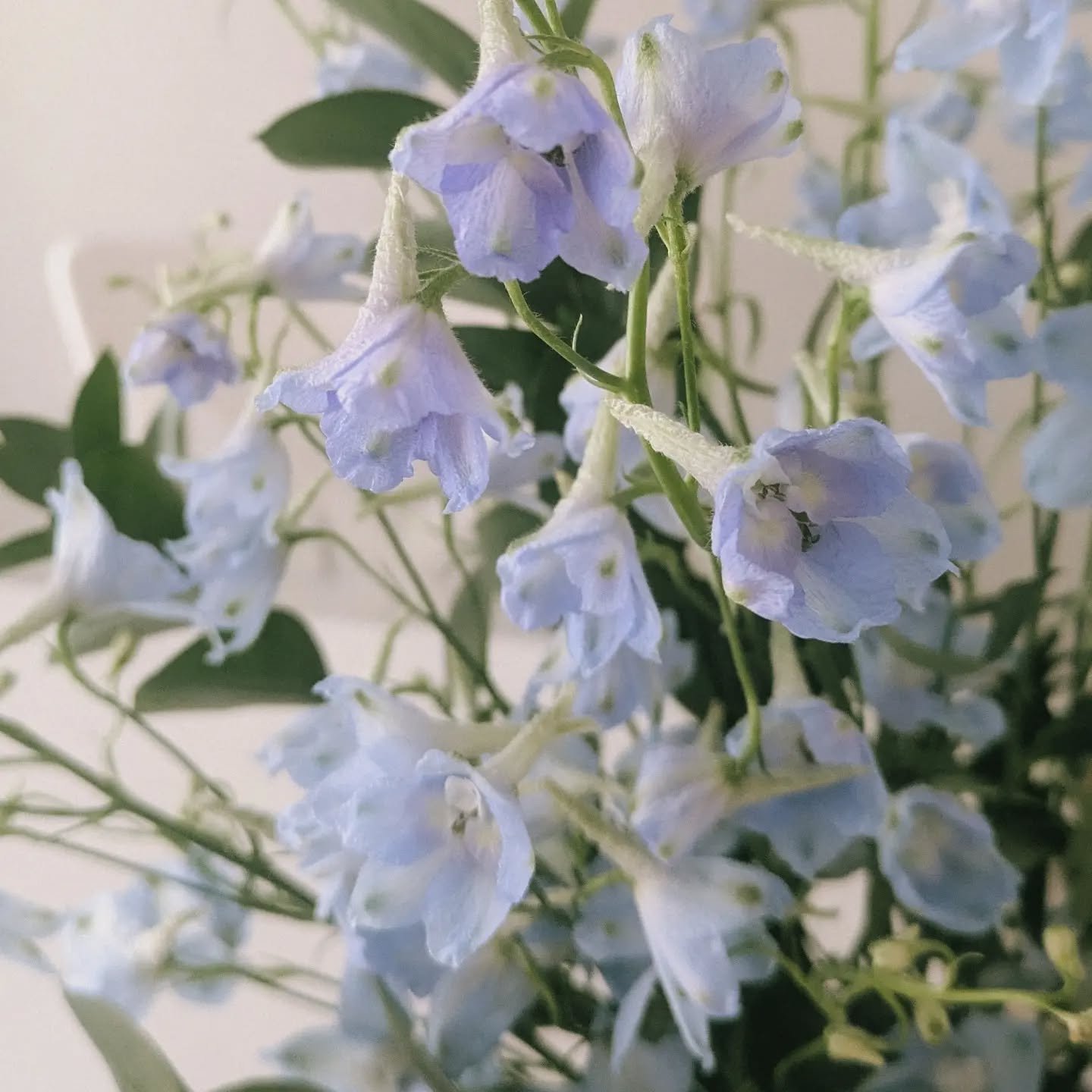 The magic of delphiniums ✨
