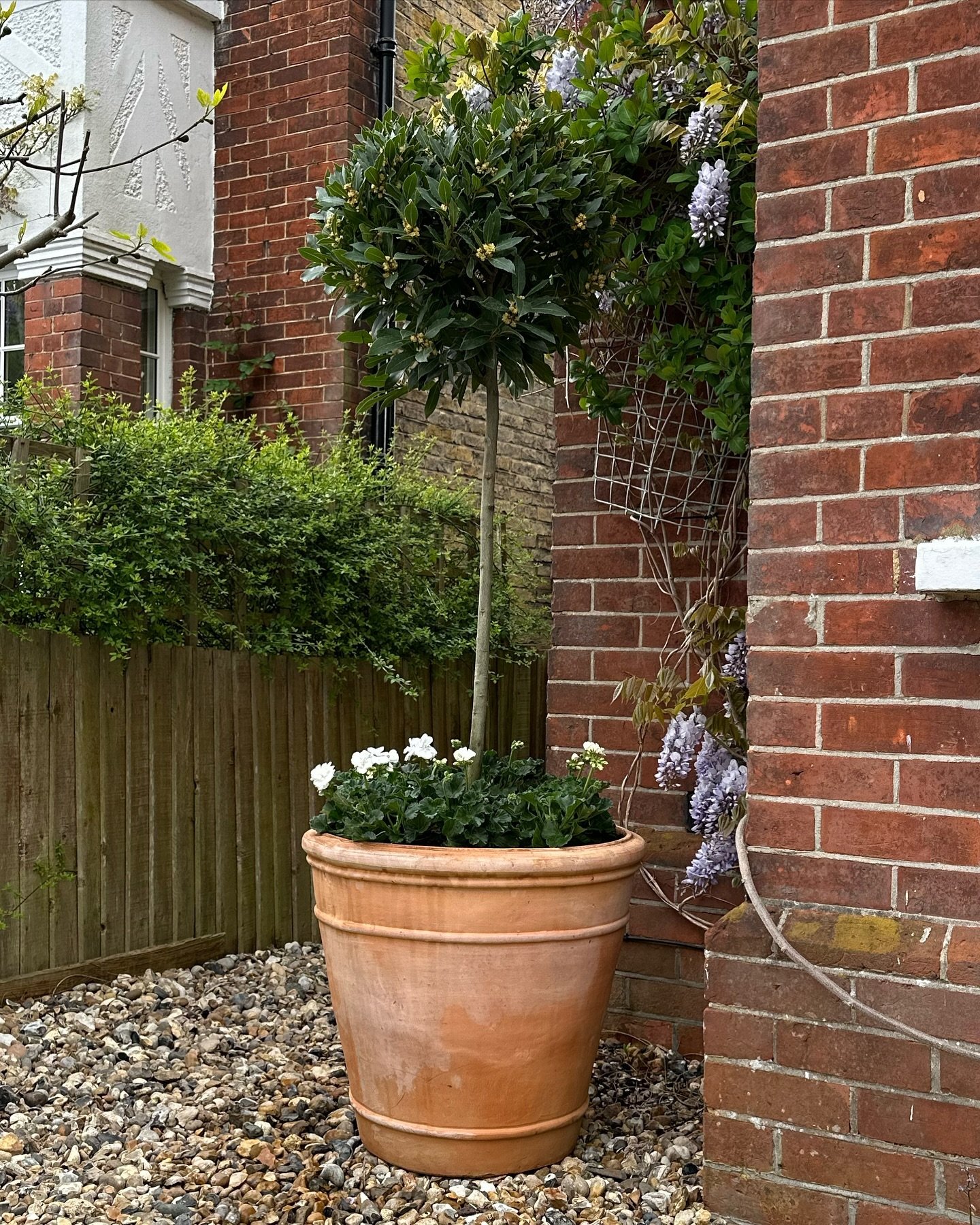 A perfect terracotta pot supplied by @rainbowgardennurseries planted with a Bay tree and underplanted with white geranium. #plantingdesign #terracottapots #springplanting #plantinginspiration