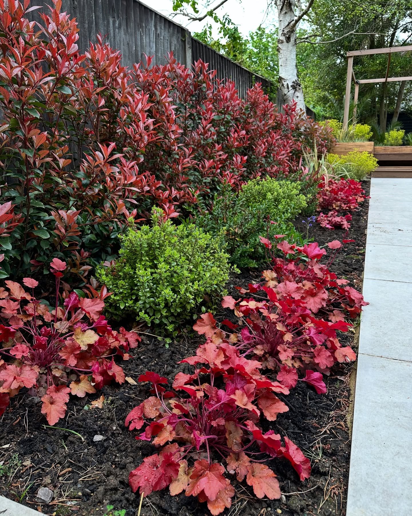 Always nice to go back and see the planting a few months later. #plantingdesign #springtime #plantinginspiration #gardendesigner #gardeninspiration