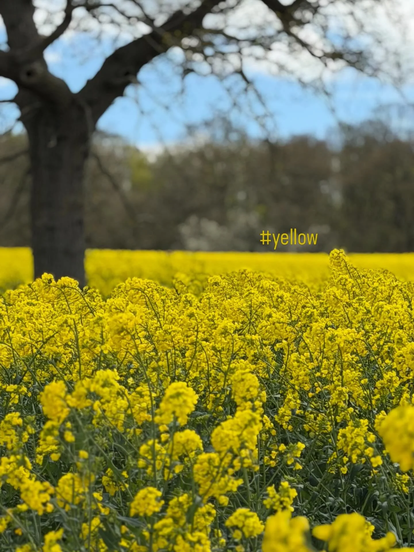 yellow in spring. #rapeseedfield #yellow #spring