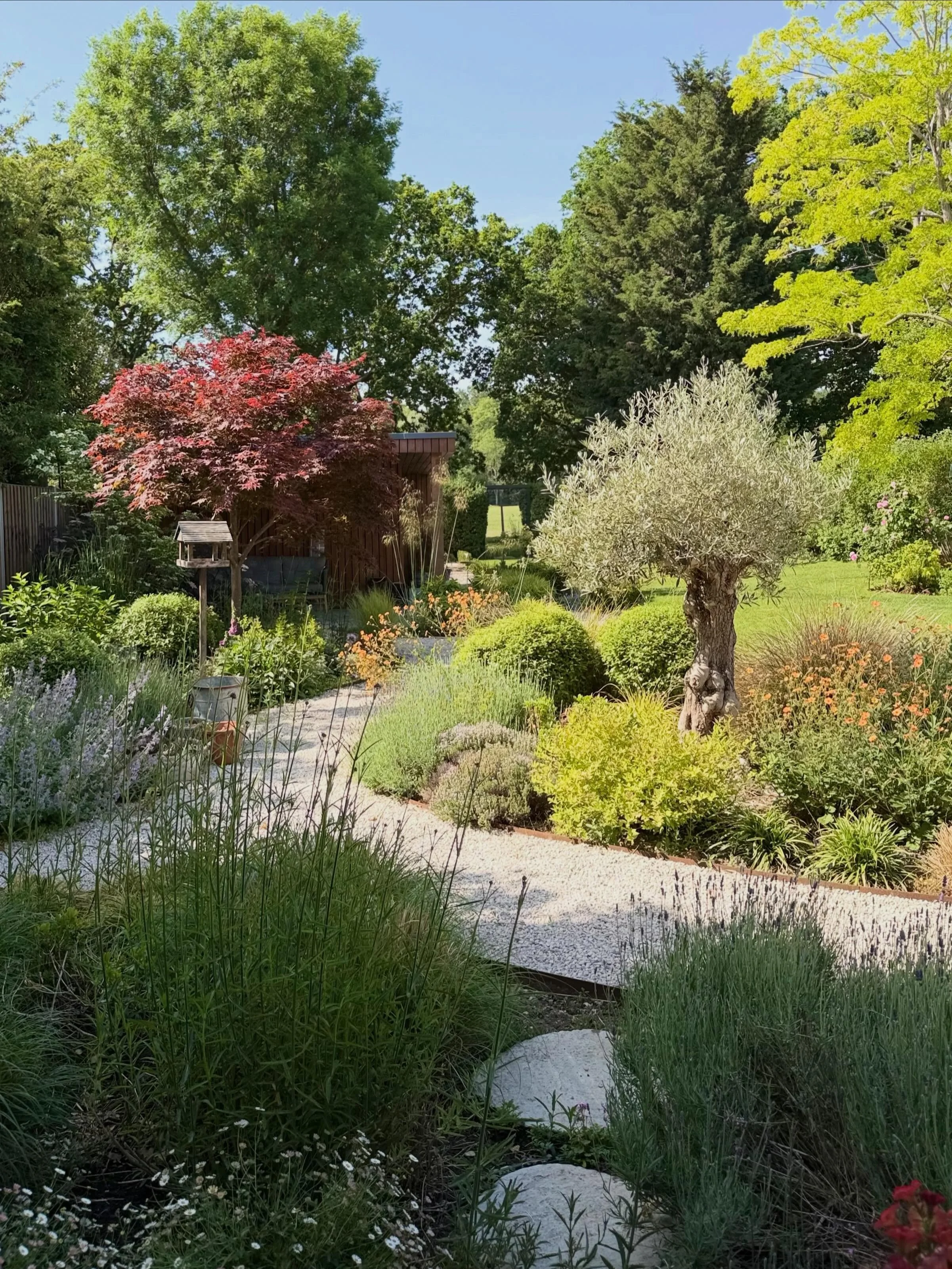 Always a real treat to go back after a few years to a garden I designed and planted. Happy with this one! 👍#surreygarden #epsomgarden #plantinginspiration