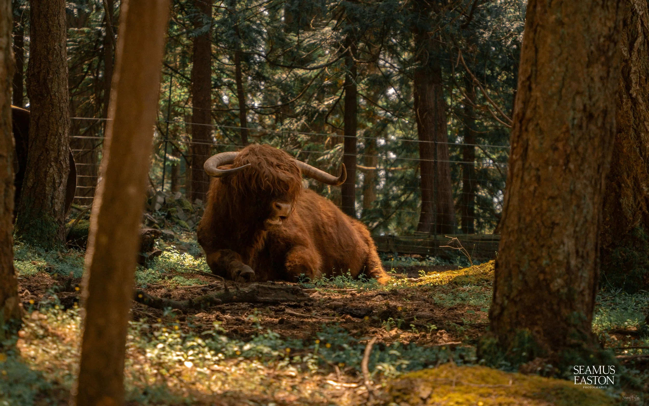 Wildlife