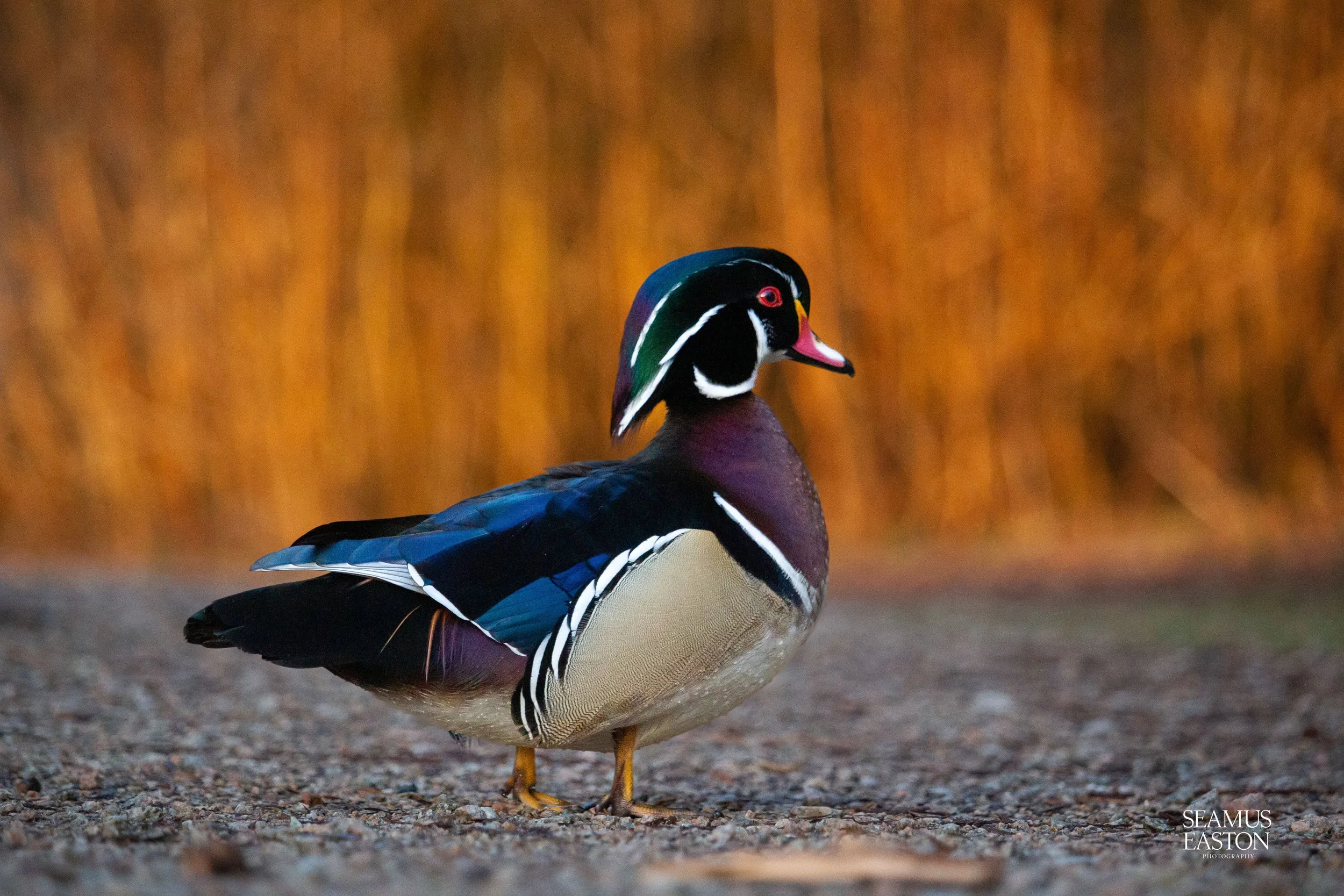 Wood Duck