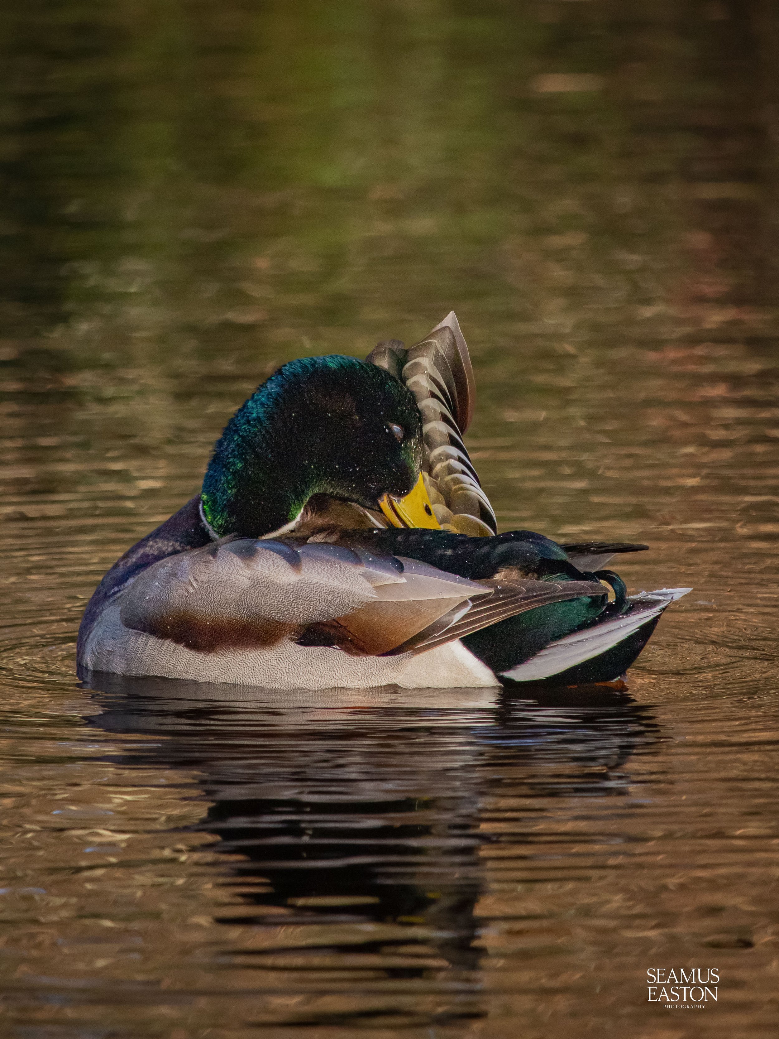 Oh No, Duck