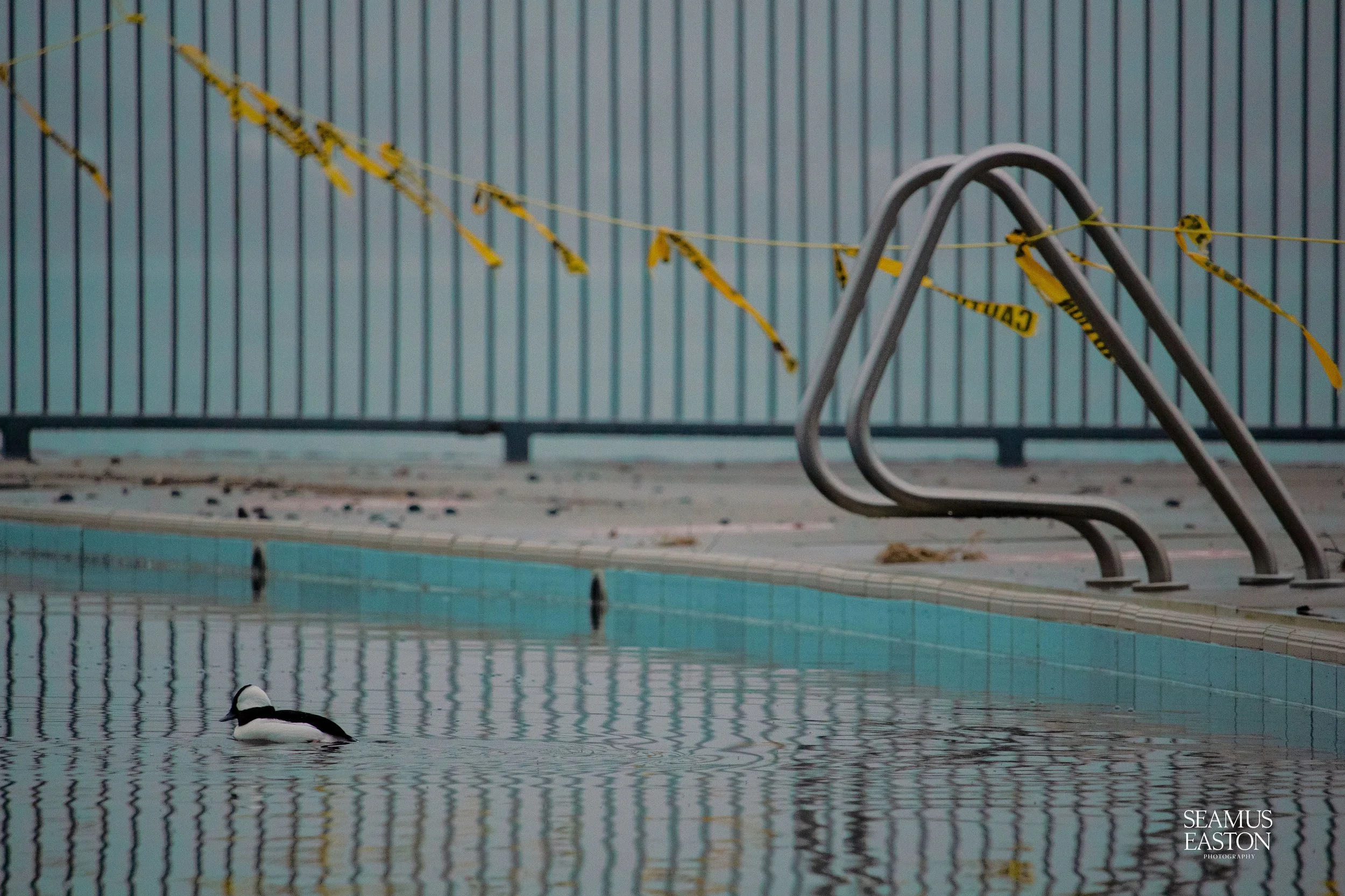 An empty swimming pool with a swimming lane and a solitary duck floating in the water, fence with yellow caution tape in the background.