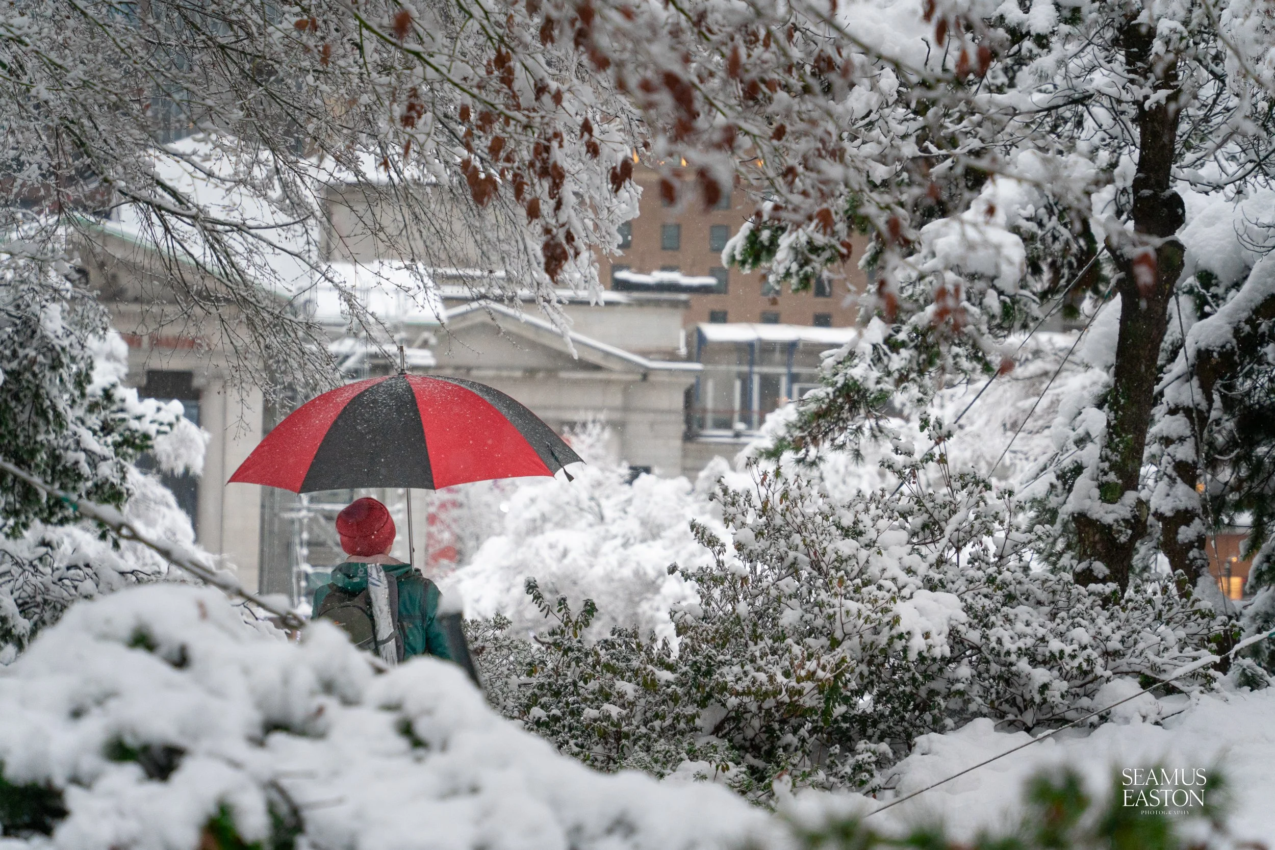 Person walking in snowy park holding a red and black umbrella, surrounded by snow-covered trees and bushes, with buildings in the background.