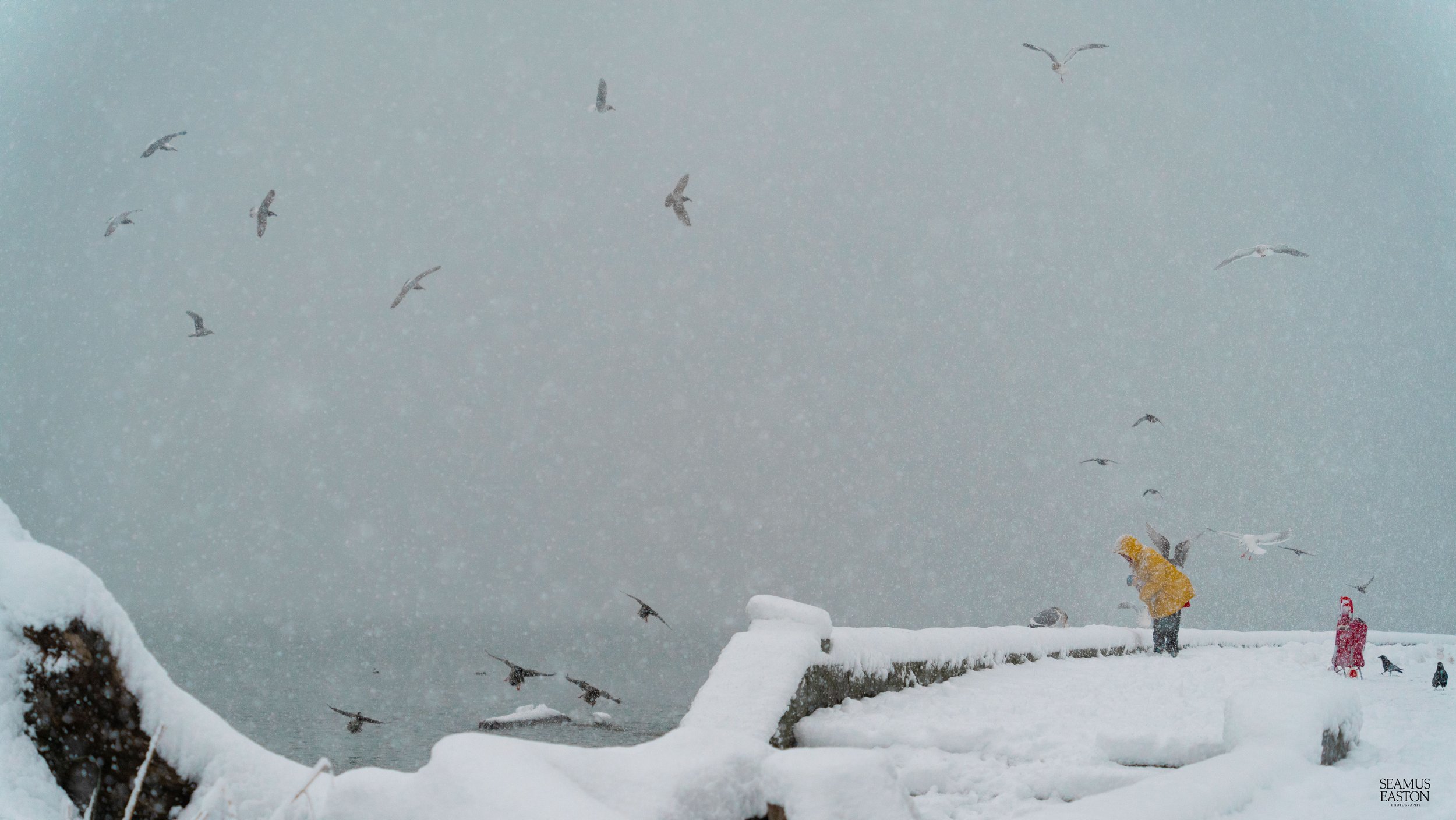 A person in a yellow jacket stands on a snow-covered pier during a snowstorm, surrounded by seagulls flying in the gray sky.