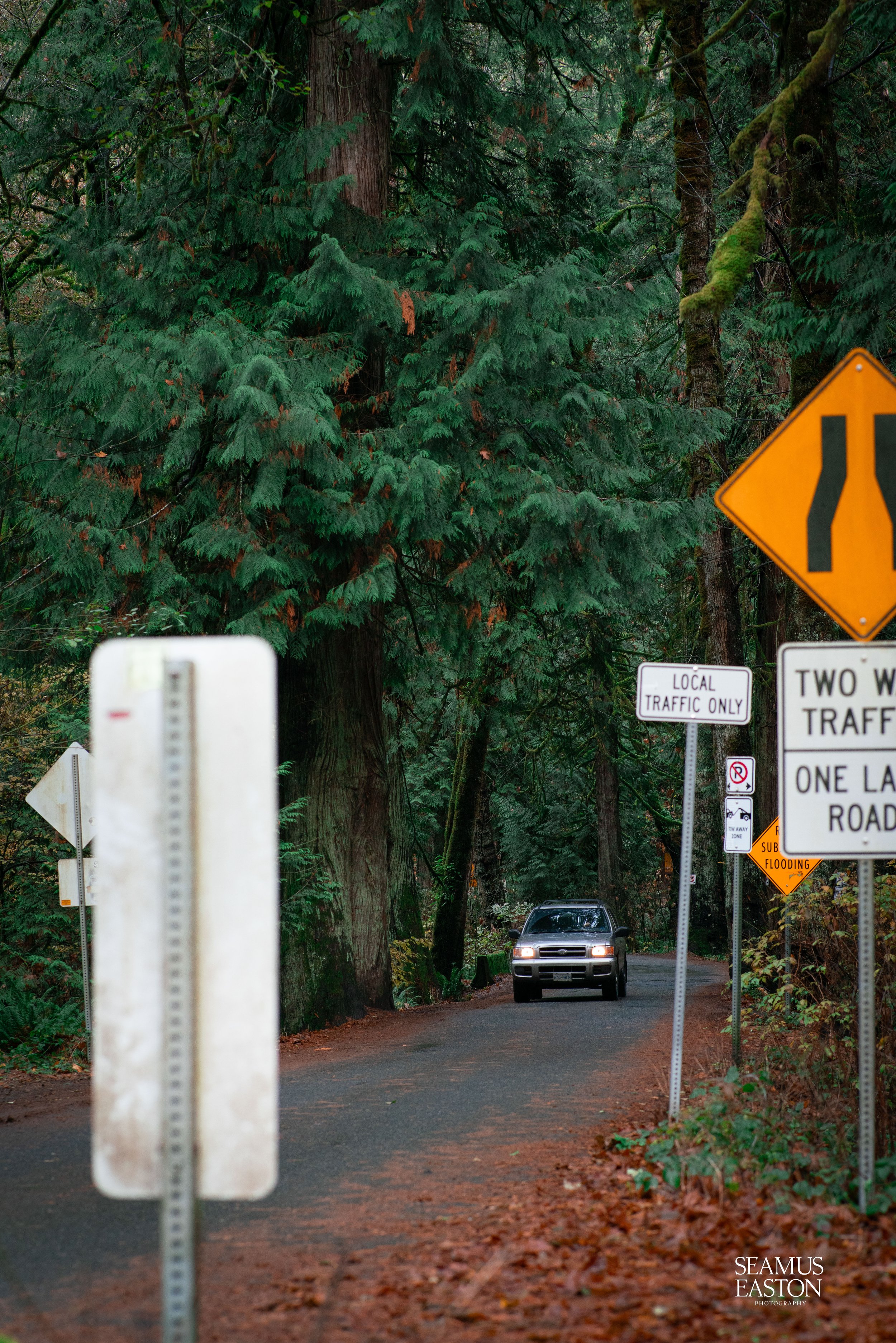A narrow, winding forest road surrounded by tall, dense trees. Several traffic signs are visible, including a yellow sign indicating a narrowing road, a white sign that says 'Local Traffic Only,' and others related to traffic rules. A vehicle is trav