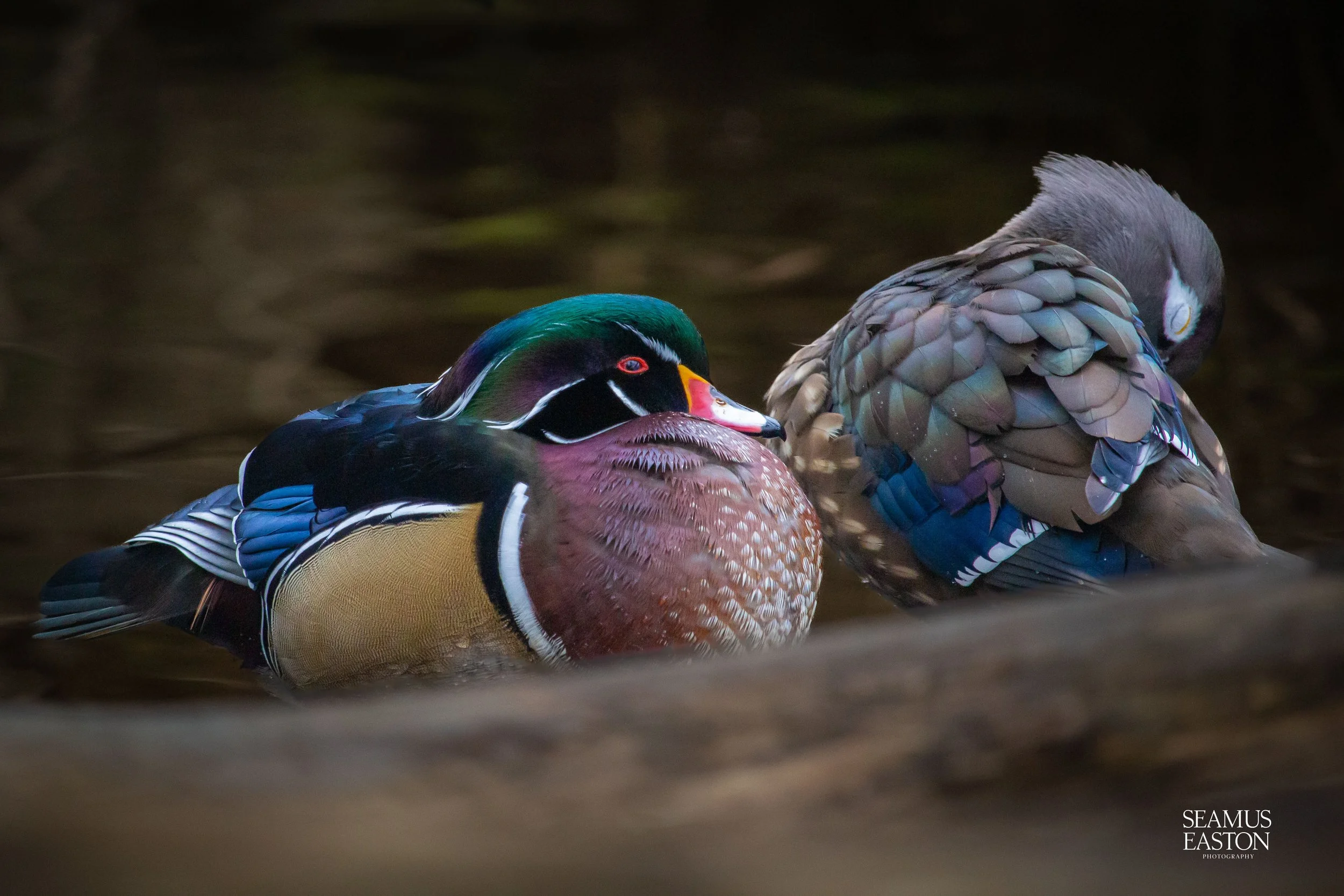 Preening