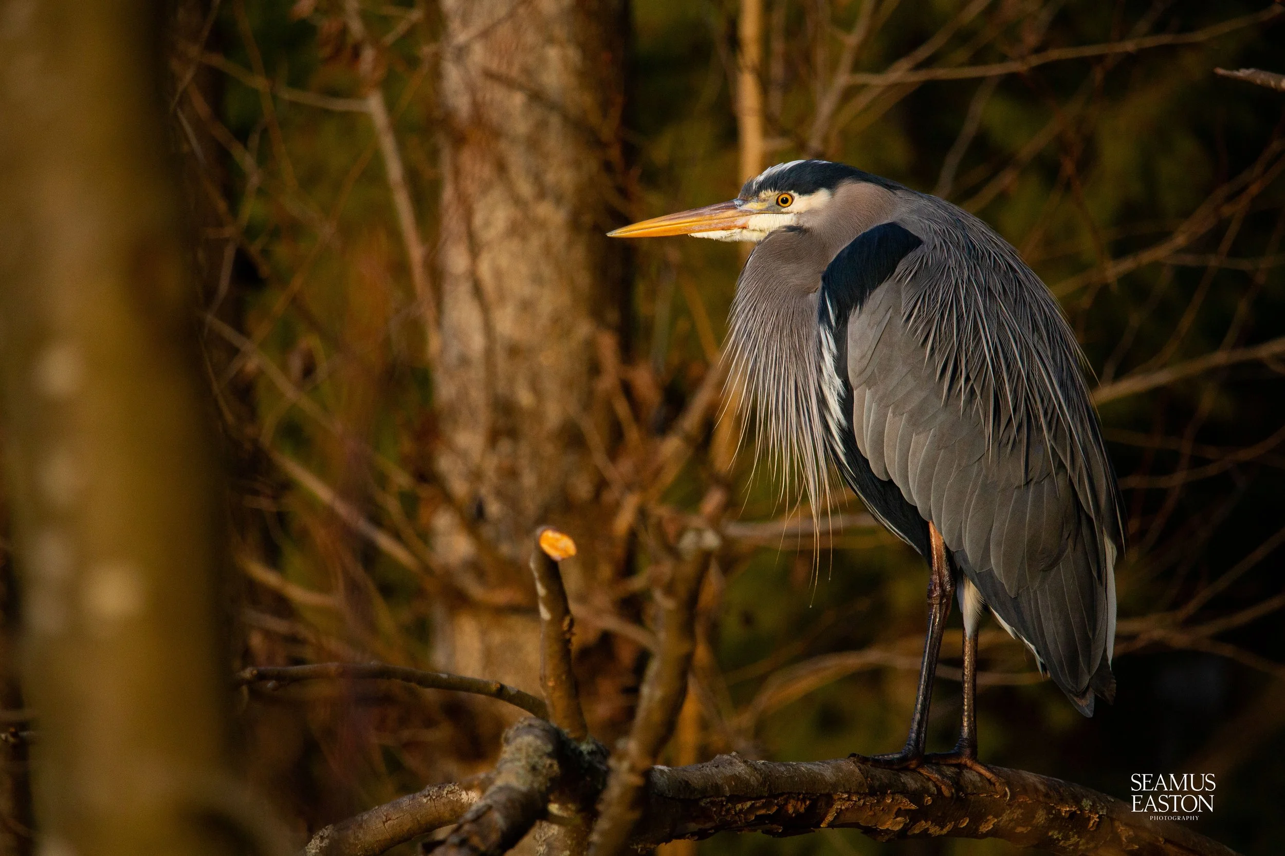 The Blue Heron