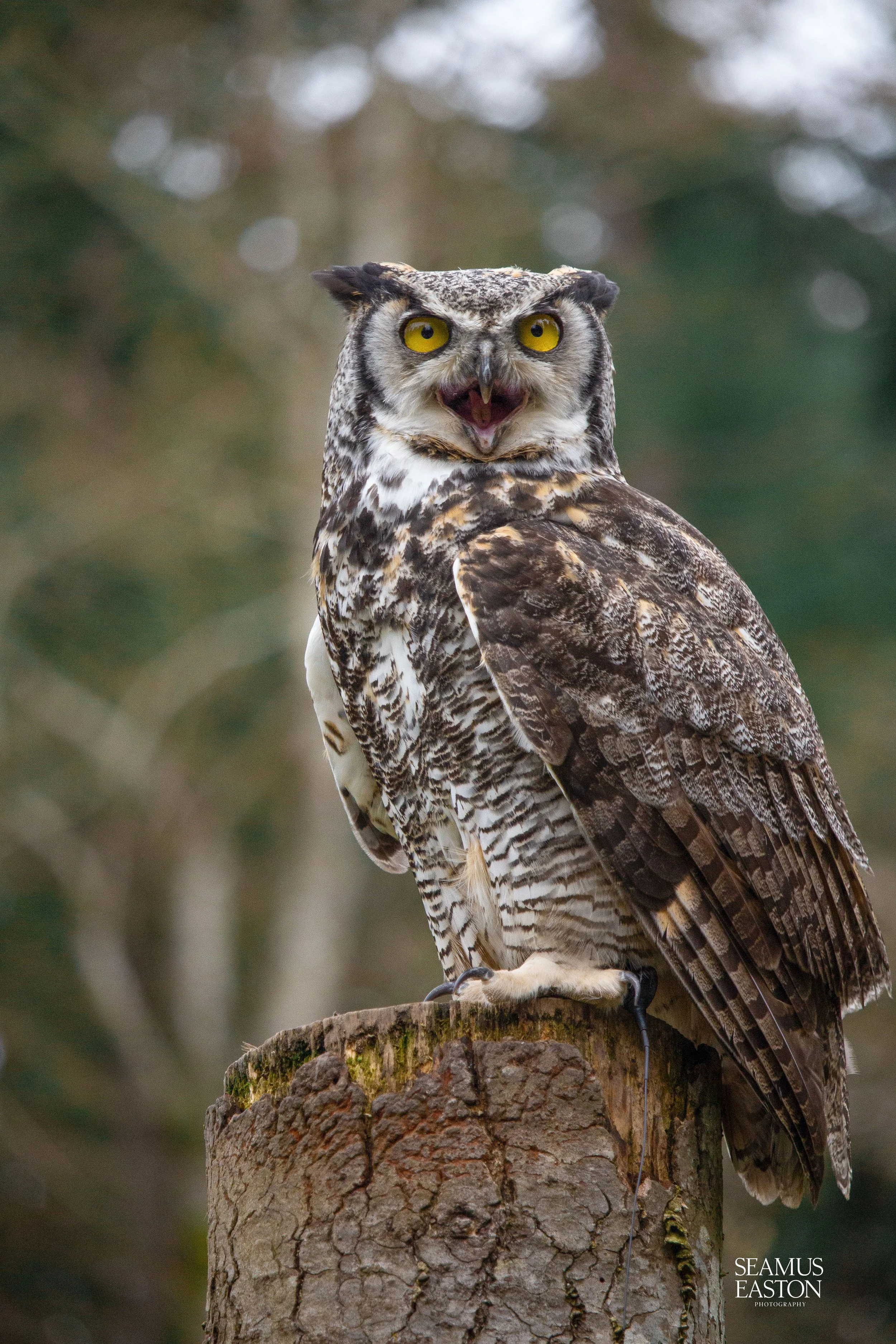 Screaming Owl
