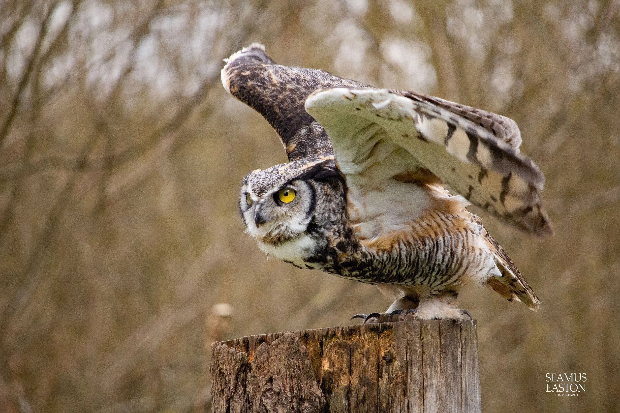 Owl Takes Flight