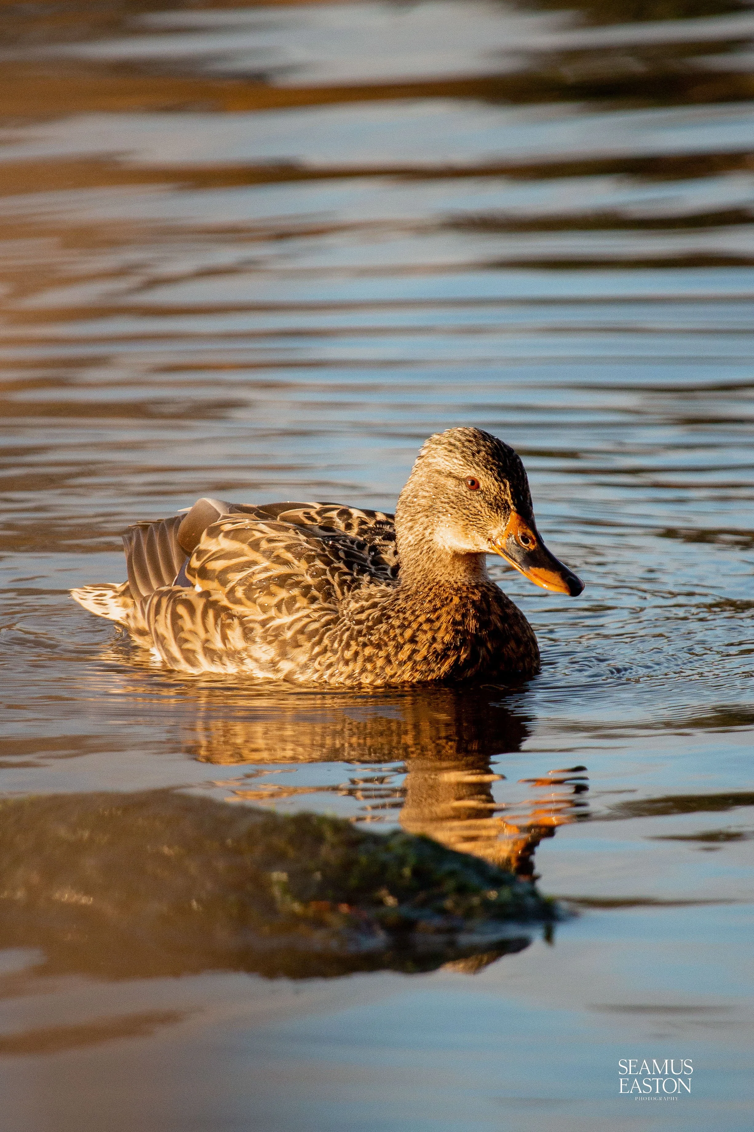 Pretty Duck
