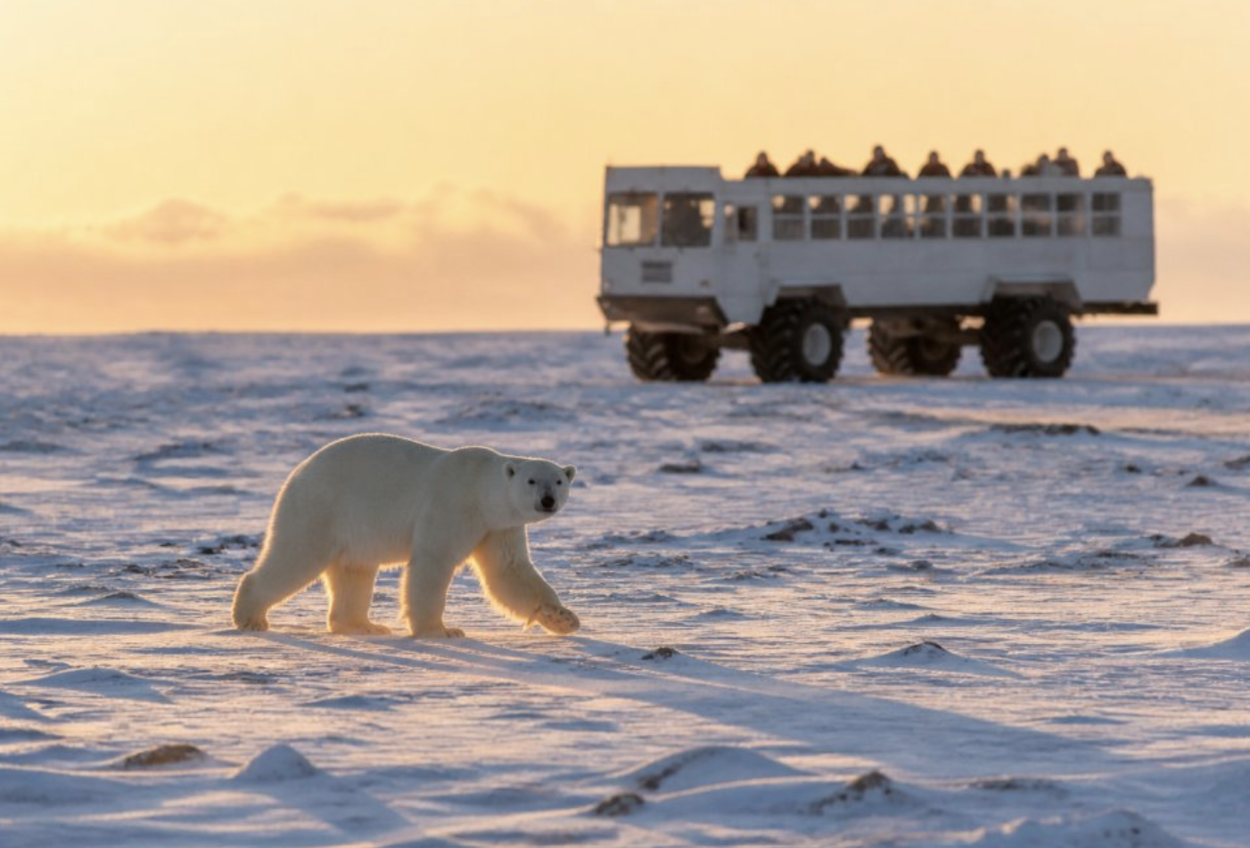 Polar bear walking across snow-covered Arctic tundra with elevated tundra buggy visible in the background, harsh winter sunlight casting long shadows across the landscape