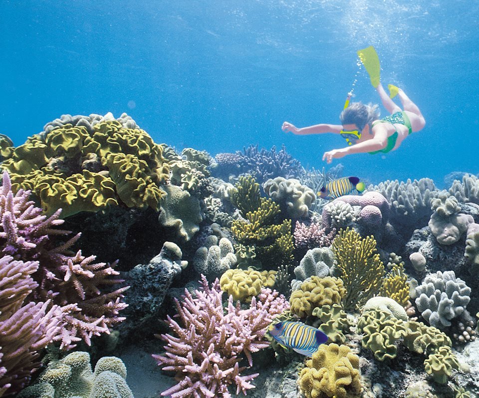 Wavelength-SnorkelReef.jpg