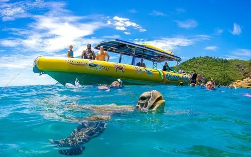 Sea turtle swimming near snorkelers and a yellow tour boat in the clear turquoise waters surrounding Hamilton Island in the Whitsundays.