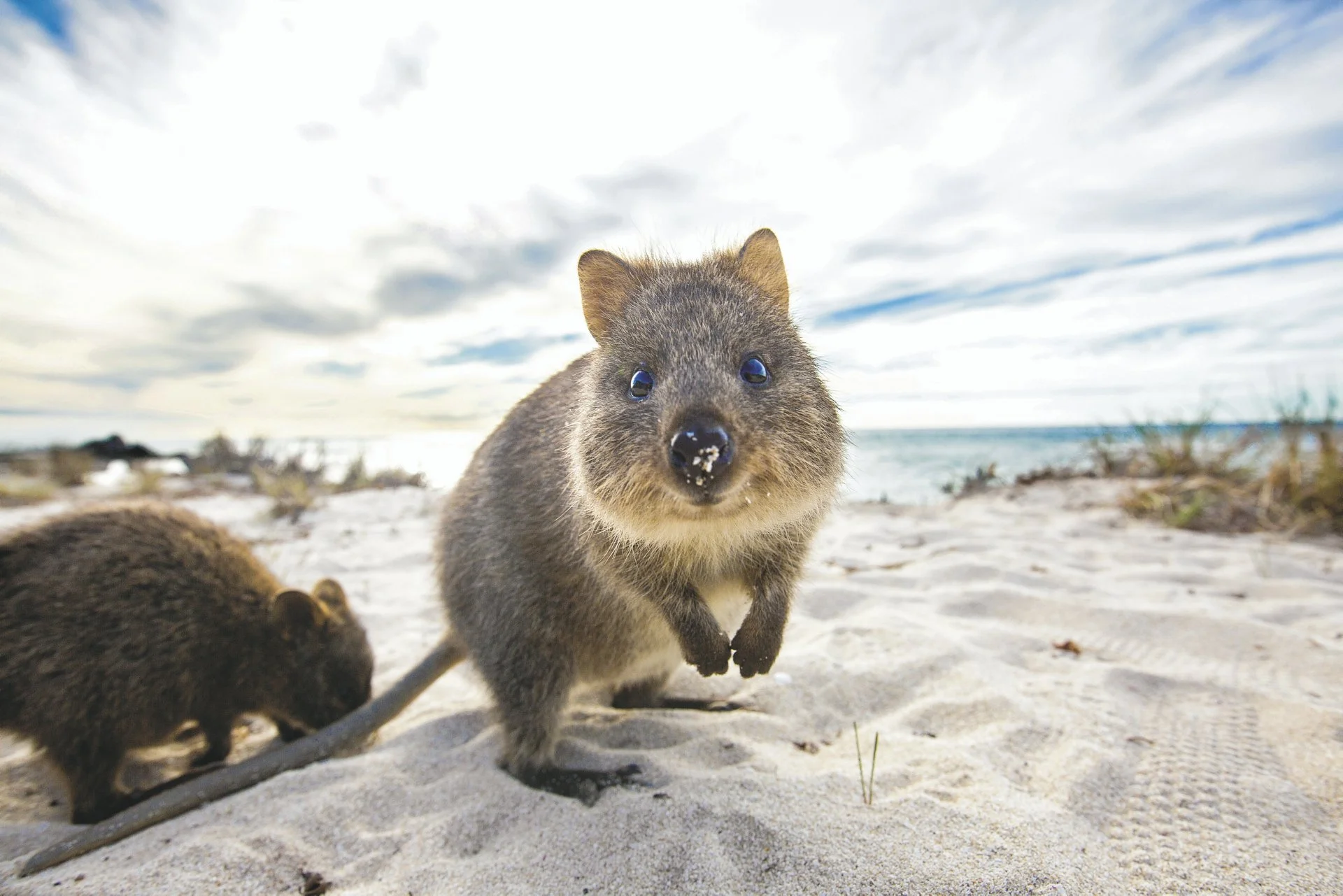 A curious quokka standing on a sandy beach beside the blue water of Rottnest Island.