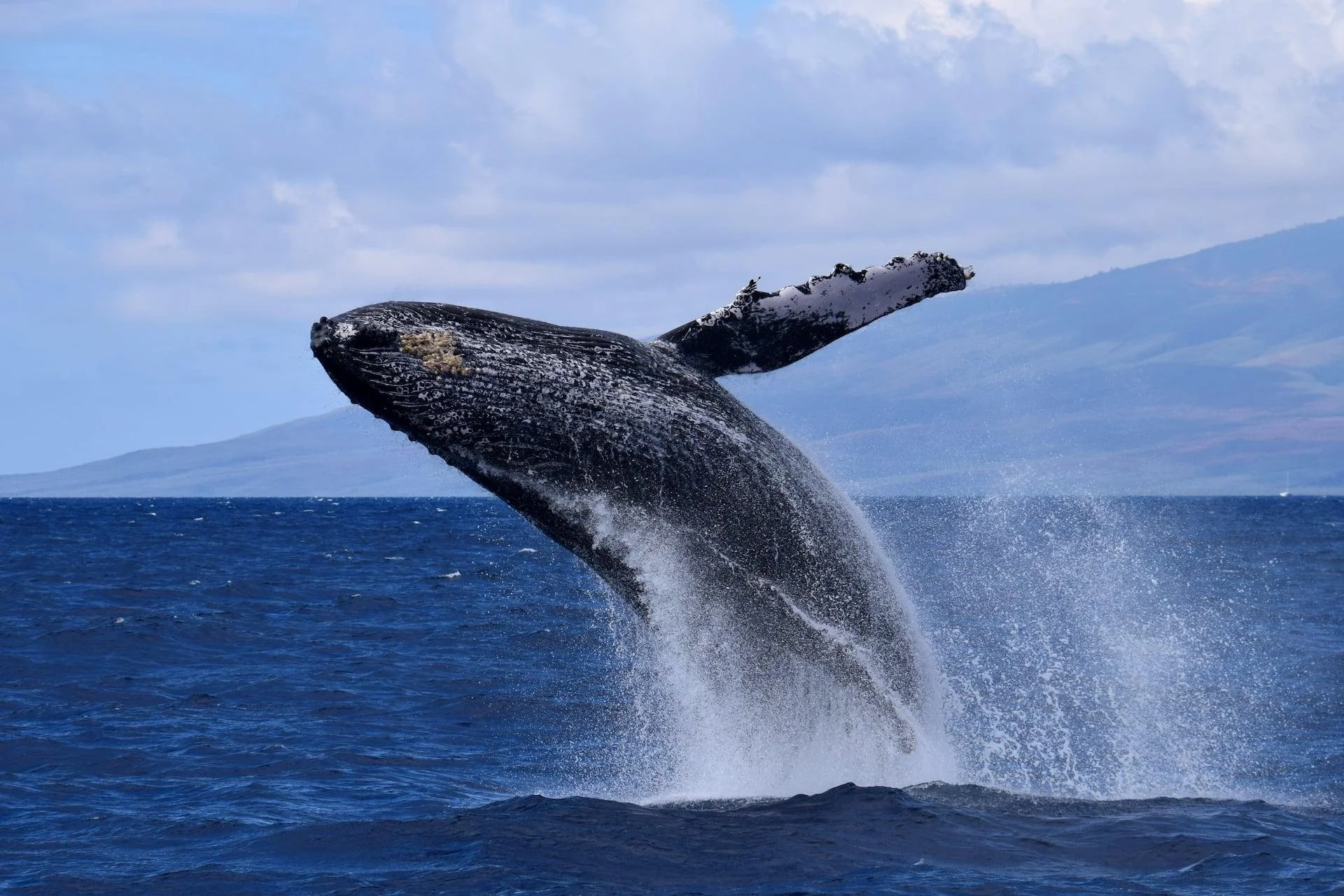 Humpback whale breaching from the Pacific Ocean off the coast of Maui, Hawaii.