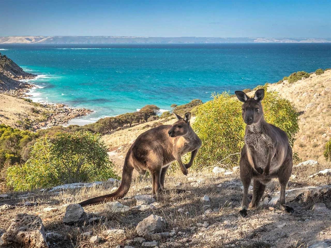 Two kangaroos overlooking a turquoise bay on Kangaroo Island in South Australia.