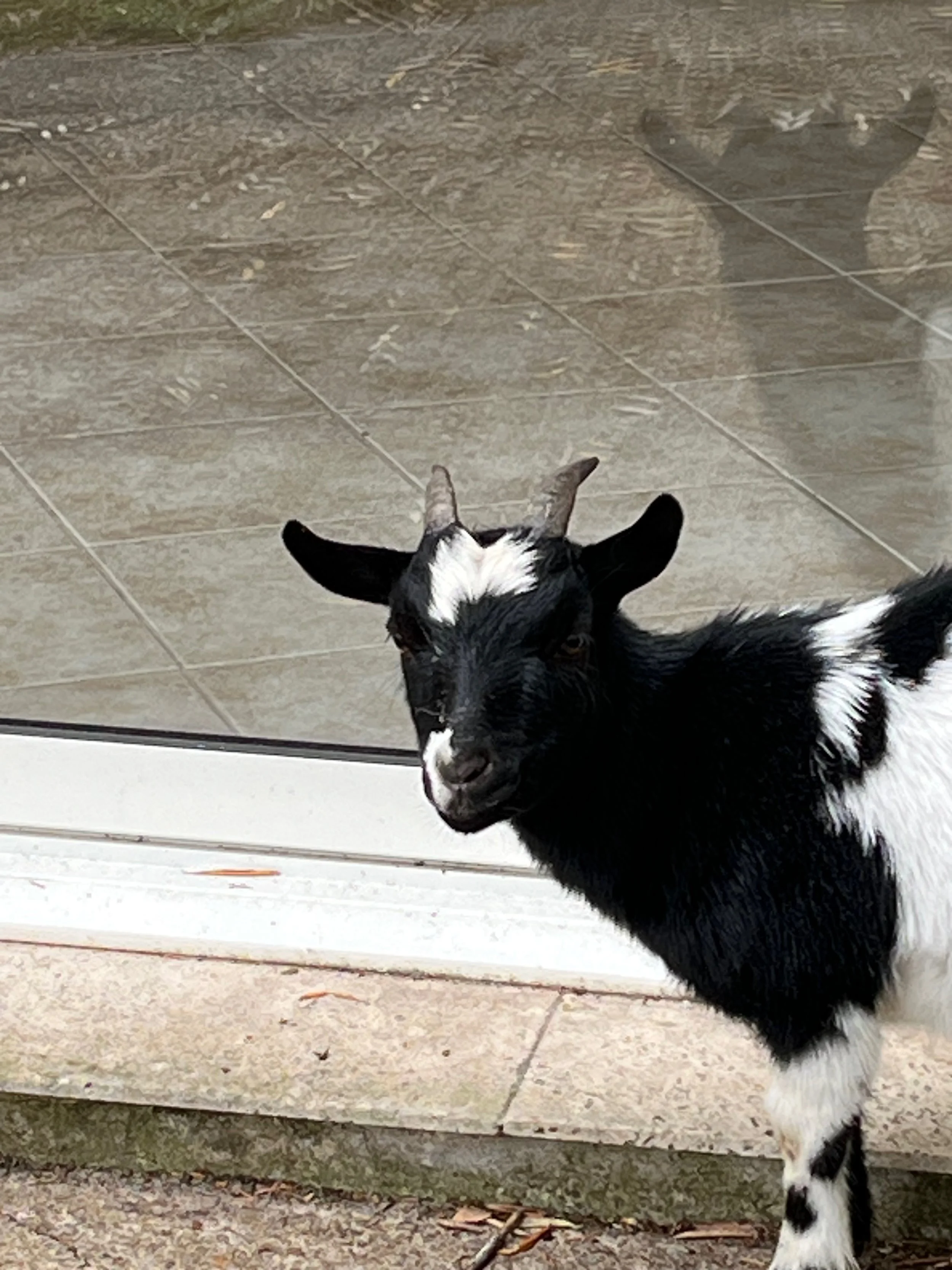 Day 12, July 21st 2025 - Day of the Goat