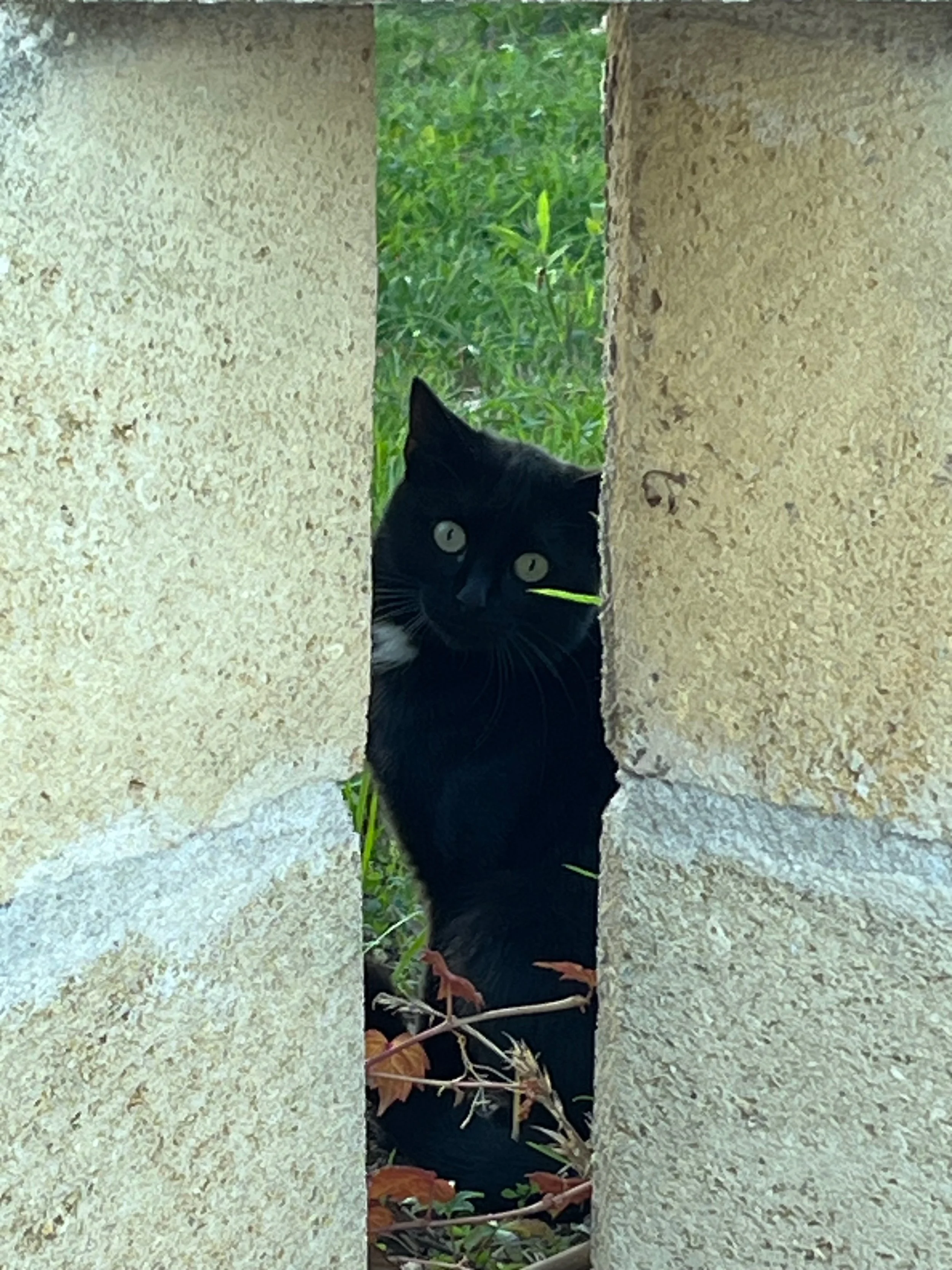 Our new animal friend, Minuit, a little black kitten with a tuft of white on his chest. He is friendly and makes many “biscuits” with his front paws. He is also called “Biscuits."