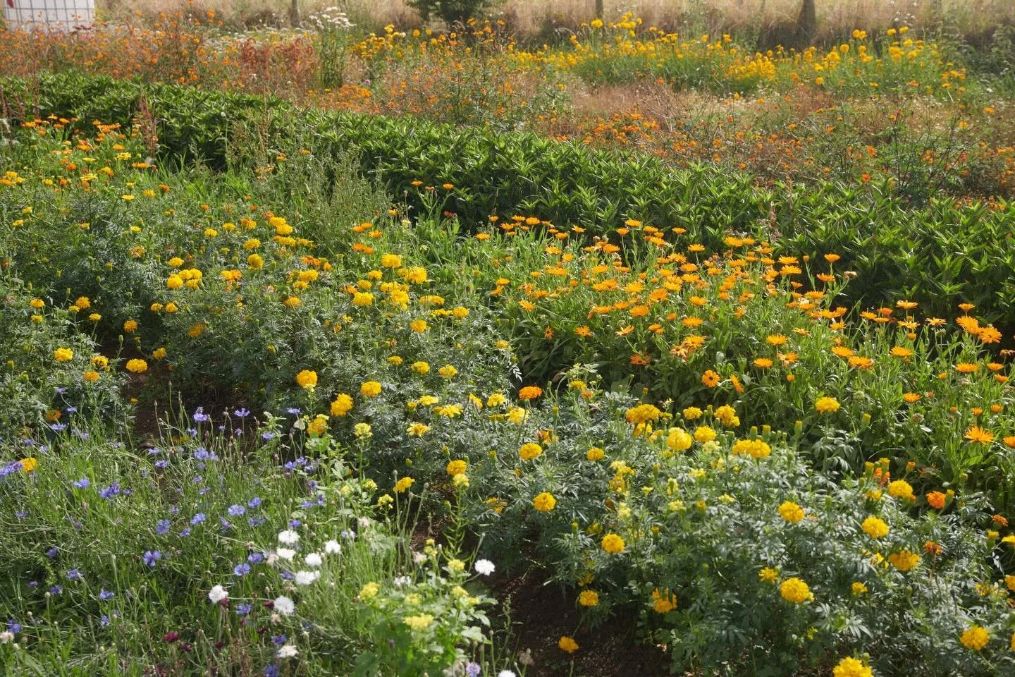 Dreaming of Marigolds 😍

Here are a few layers of just one area of the dye farm, we&rsquo;ve got rows of African marigolds, Indigo and Cosmos sulpherus. Next year we are going to ramp up production even further to get these plant into your hands, un