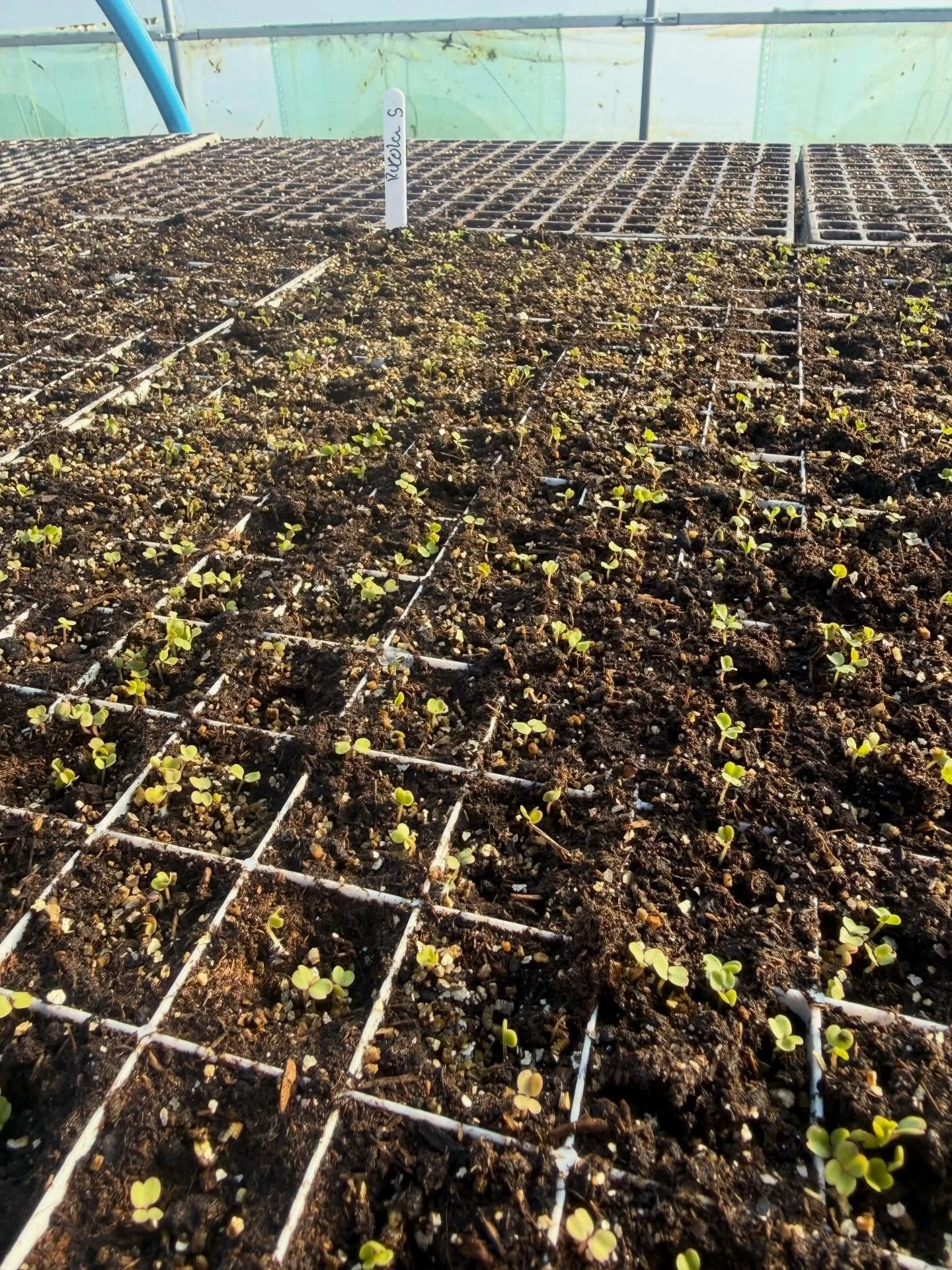 Week 5 round up!

The days are getting longer and we&rsquo;re busy sowing away, building infrastructure and collecting pieces of kit bought from farms. It feels really positive getting our onions and leeks sown and early beets and salad in the hope o