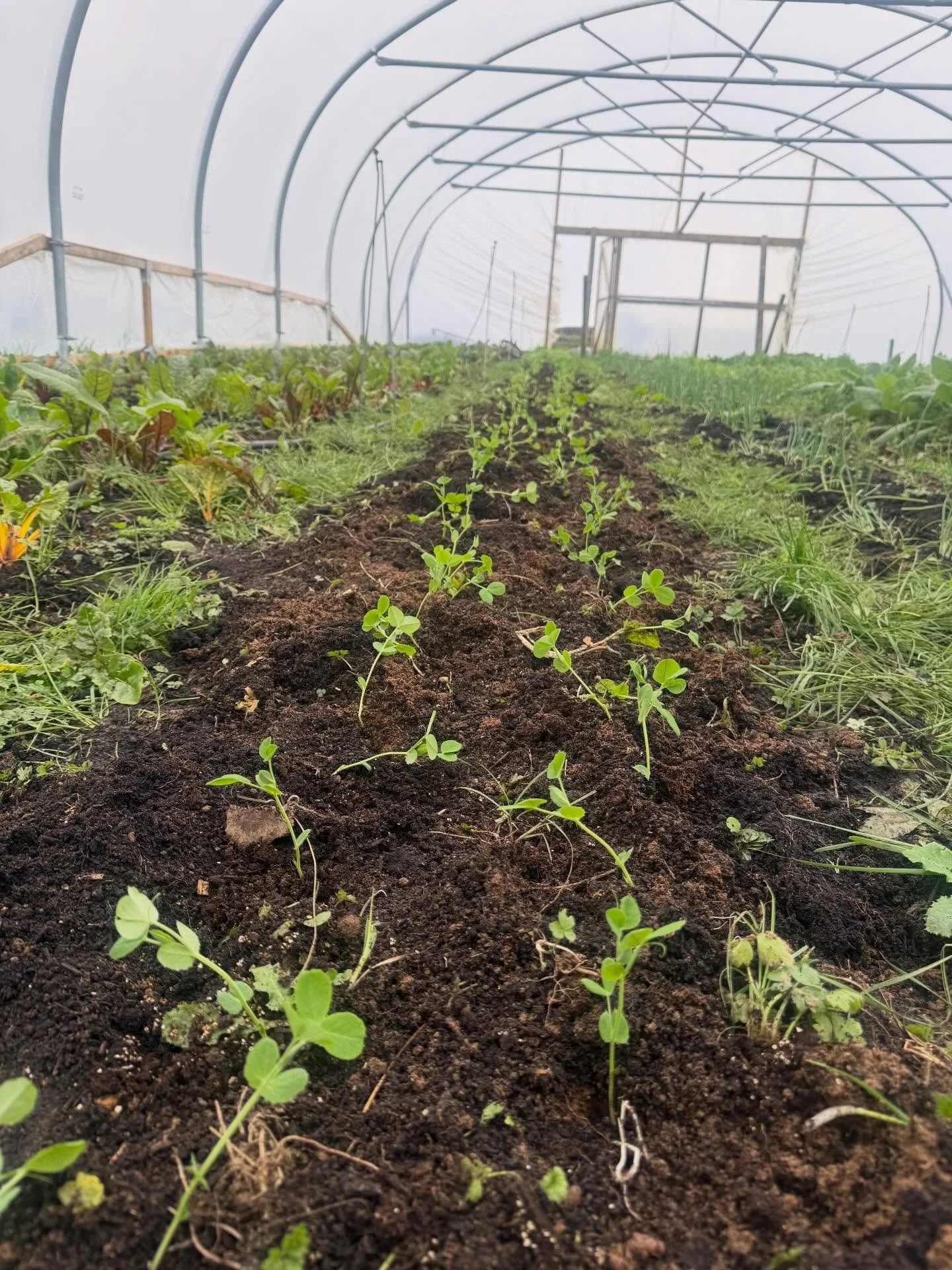 Week 7 round up! 🫛

It&rsquo;s been a wet and horrible week, all of our tools are drenched in soil and there&rsquo;s some flooding in parts of the field. The sheep have left us now and they&rsquo;ll be back with some lambs real soon!

-We got our fi