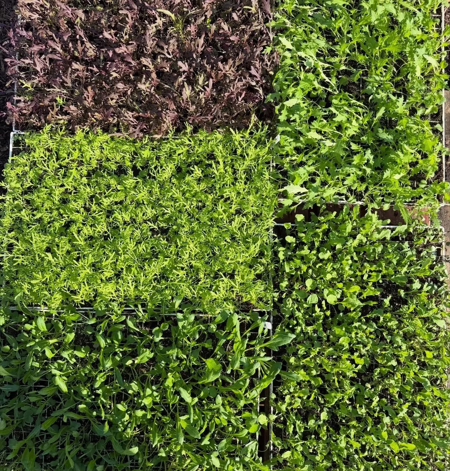 The first salads we&rsquo;ve sown this year are ready to go outside already!! Hoping this spell of dry weather in West Wales means we can get onto our quick turn around market garden beds. And if all fails we&rsquo;ll pop them in a tunnel somewhere! 