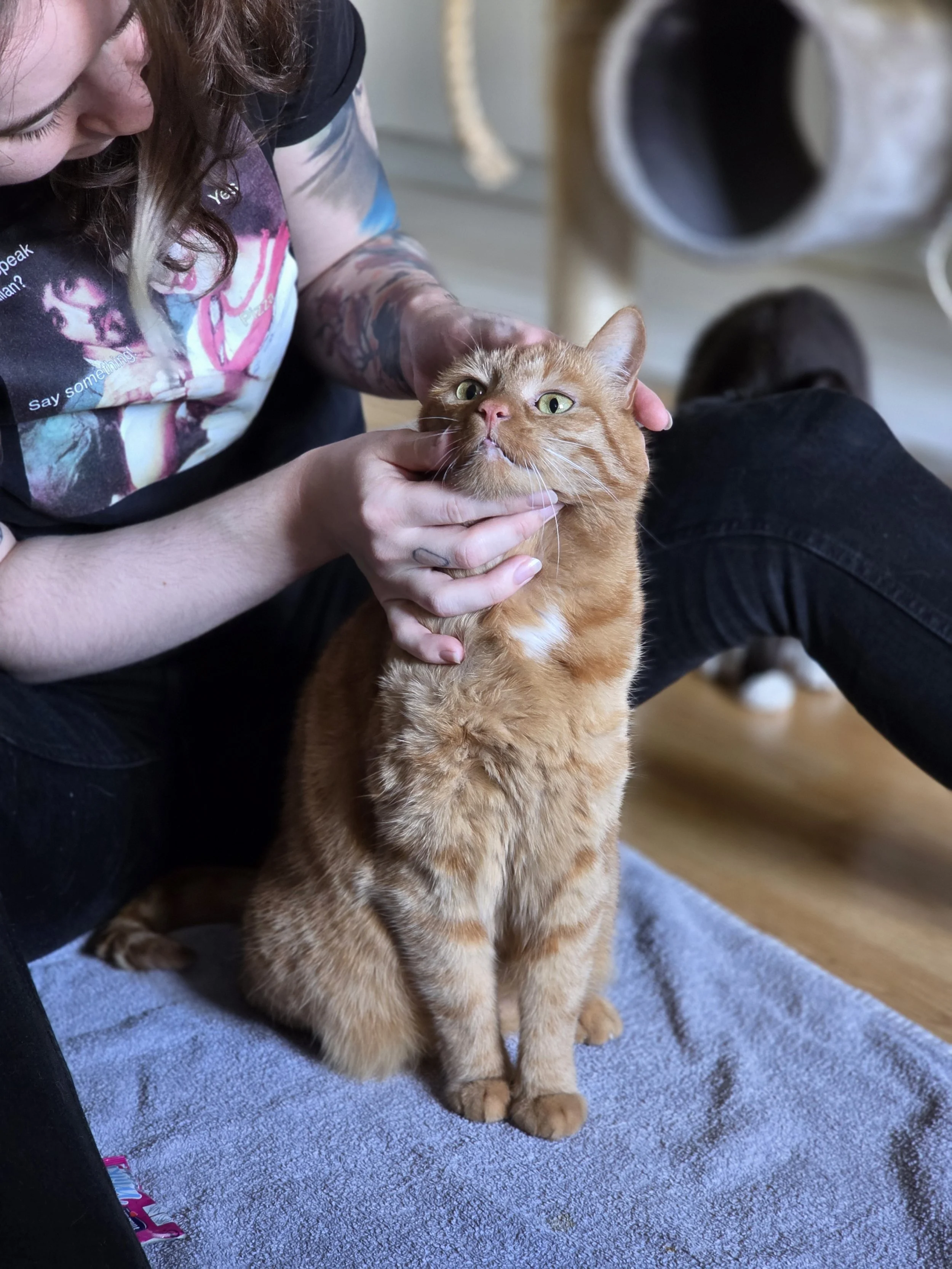 Eine Person streichelt eine orange Katze, die auf einem grauen Teppich sitzt. Im Hintergrund sind Katzenklos zu sehen.