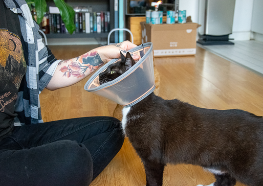 Eine Person mit Tattoo und dunklen Hosen hält einen schwarzen Kater in einer Tasche, der am Kopf herausschaut, in einer Wohnung mit Holzboden.