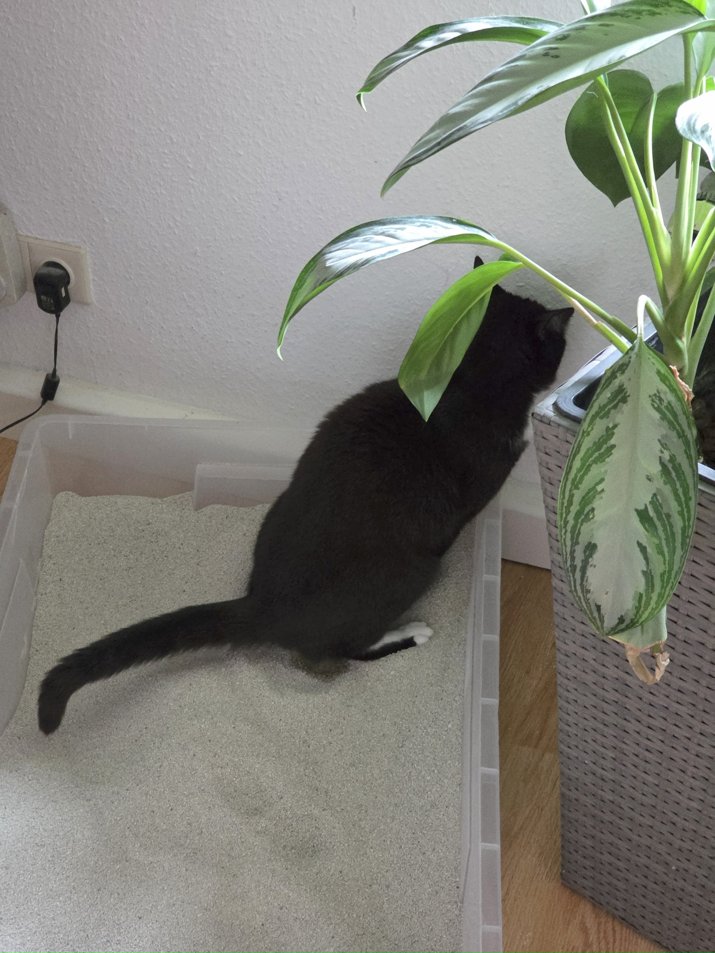 Schwarze Katze mit weißem Bauch und Pfoten, die aus einer großen Topfpflanze hinter einer Katzenkiste schielt.